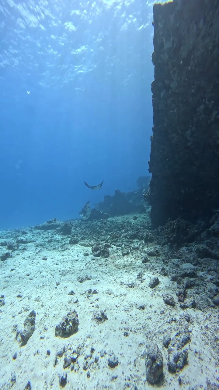 deep breath
🎥 JUN HO LEE · Pexels
#ocean #underwater #marinelife #nature #relax