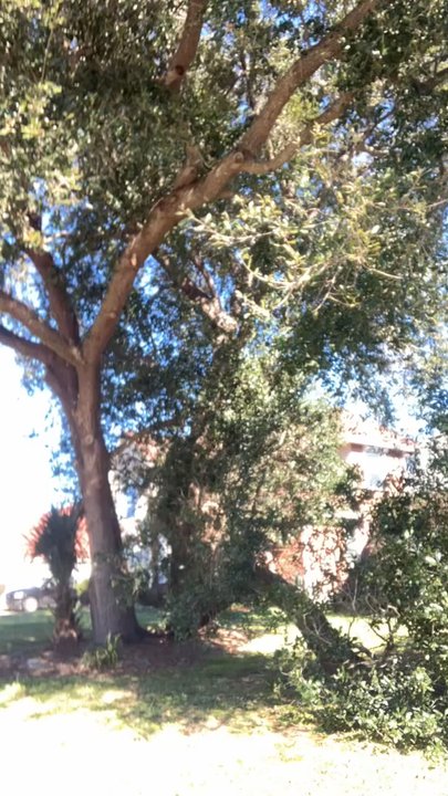 MR Reliable Ground Works - Removing the tree - Tree Services Near Me