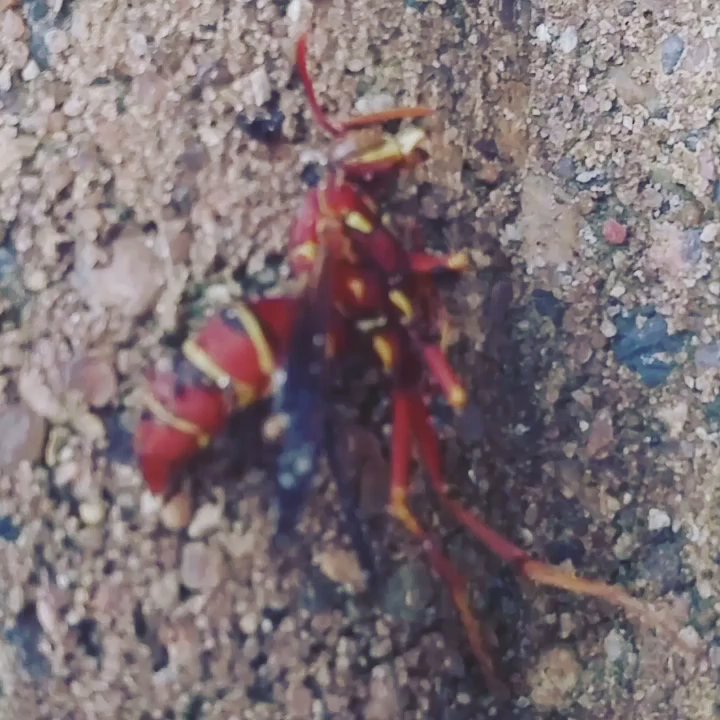 GreenForce Pest Solutions - Pest Control Near Me - Spring, Texas