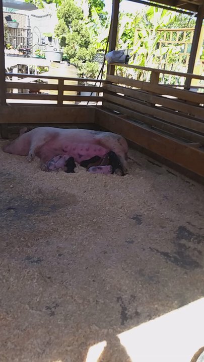 Centennial Farm - Venues & Event Spaces Near Me - Costa Mesa, California