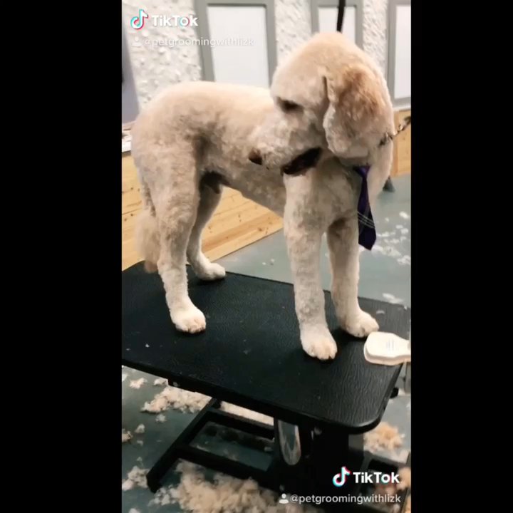Le Petite Pooch - Fishhawk - We Love Doodles! - Pet Groomers Near Me - Lithia, Florida