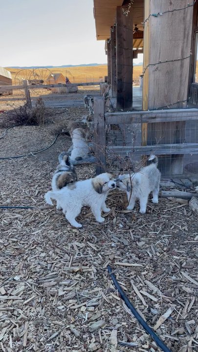 Zion Mountain Ranch - As of 12/22/2020, the remaining 2 unsold are the females. - Guest Houses Near Me - Mount Carmel, Utah