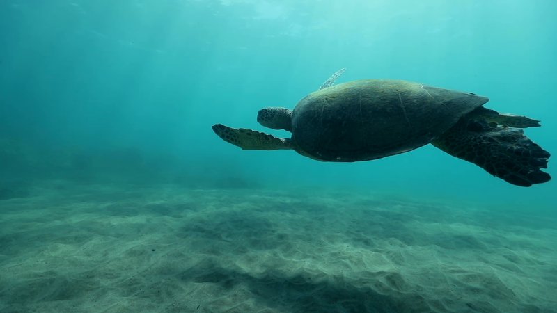 Green Sea Turtle poster