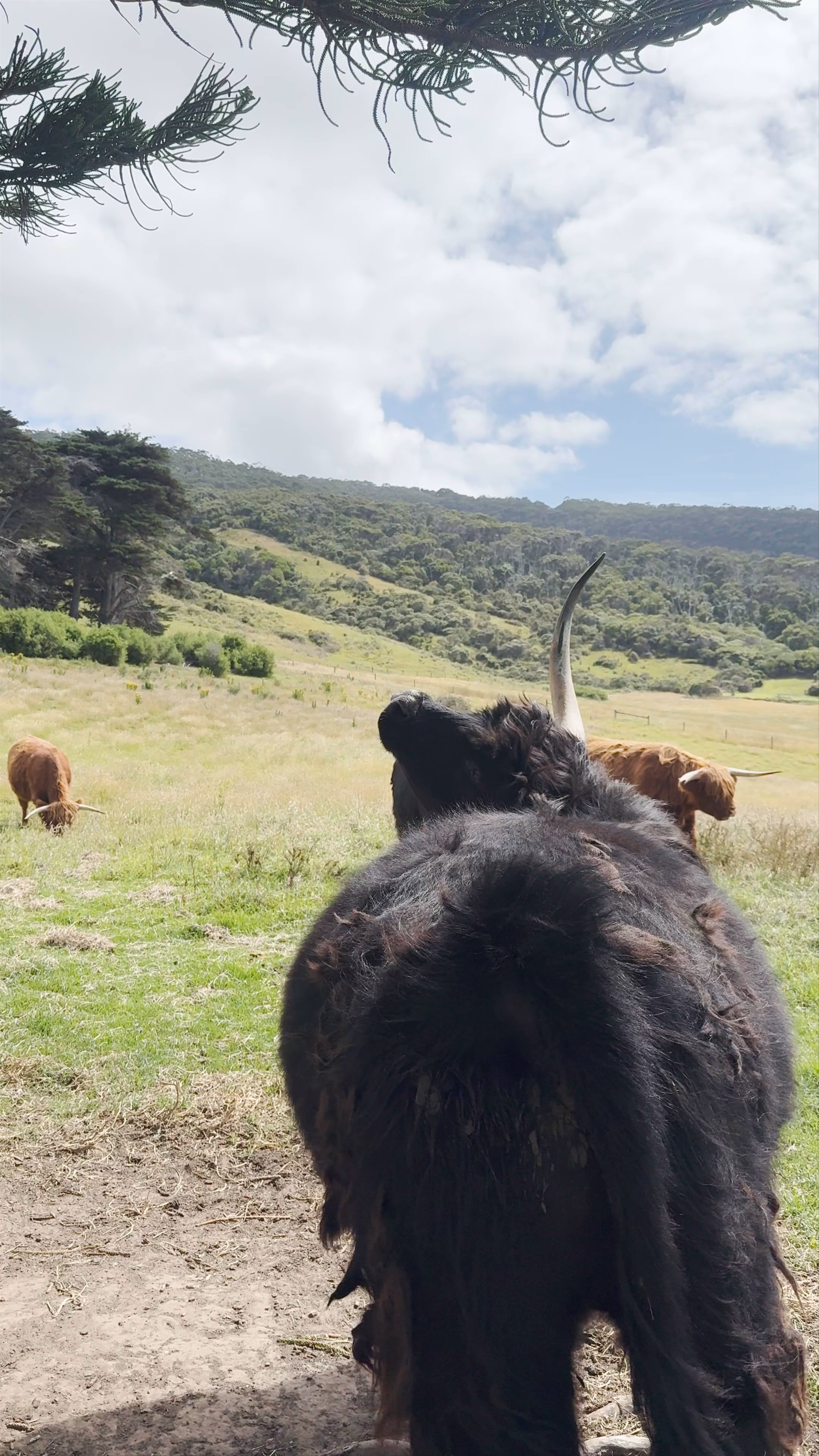 Seacroft Estate: Tranquil Highland Cattle Grazing on Great Ocean Road