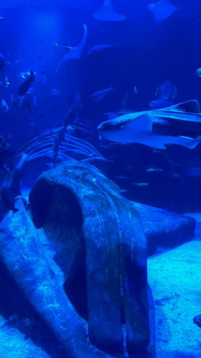 Sealife - Aquariums Near Me - London, XGL
