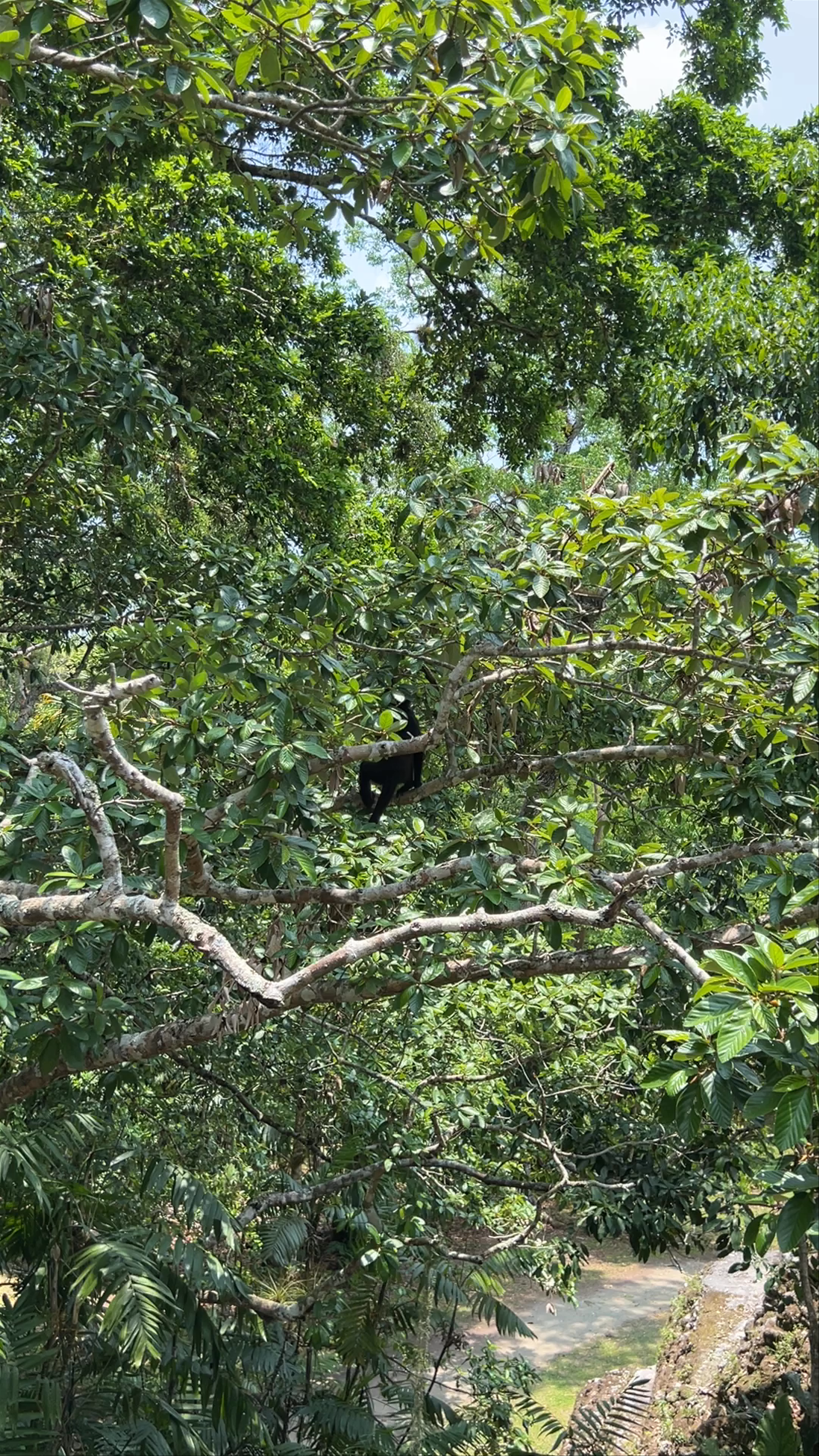 Tikal National Park