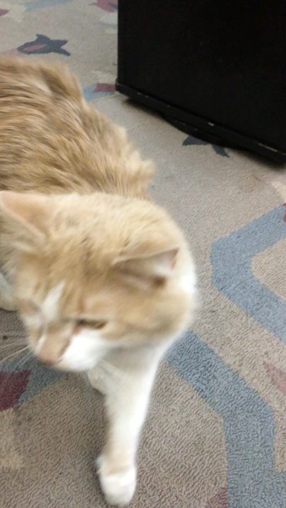 Georgetown Tobacco - Friendly kitty at the smoke shop he loves being petted - Tobacco Shops Near Me - Washington, DC, District of Columbia