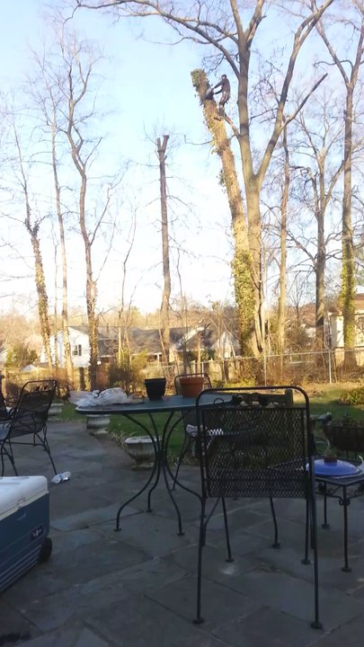 Eden Tree Service - Tree Services Near Me - Alexandria, Virginia