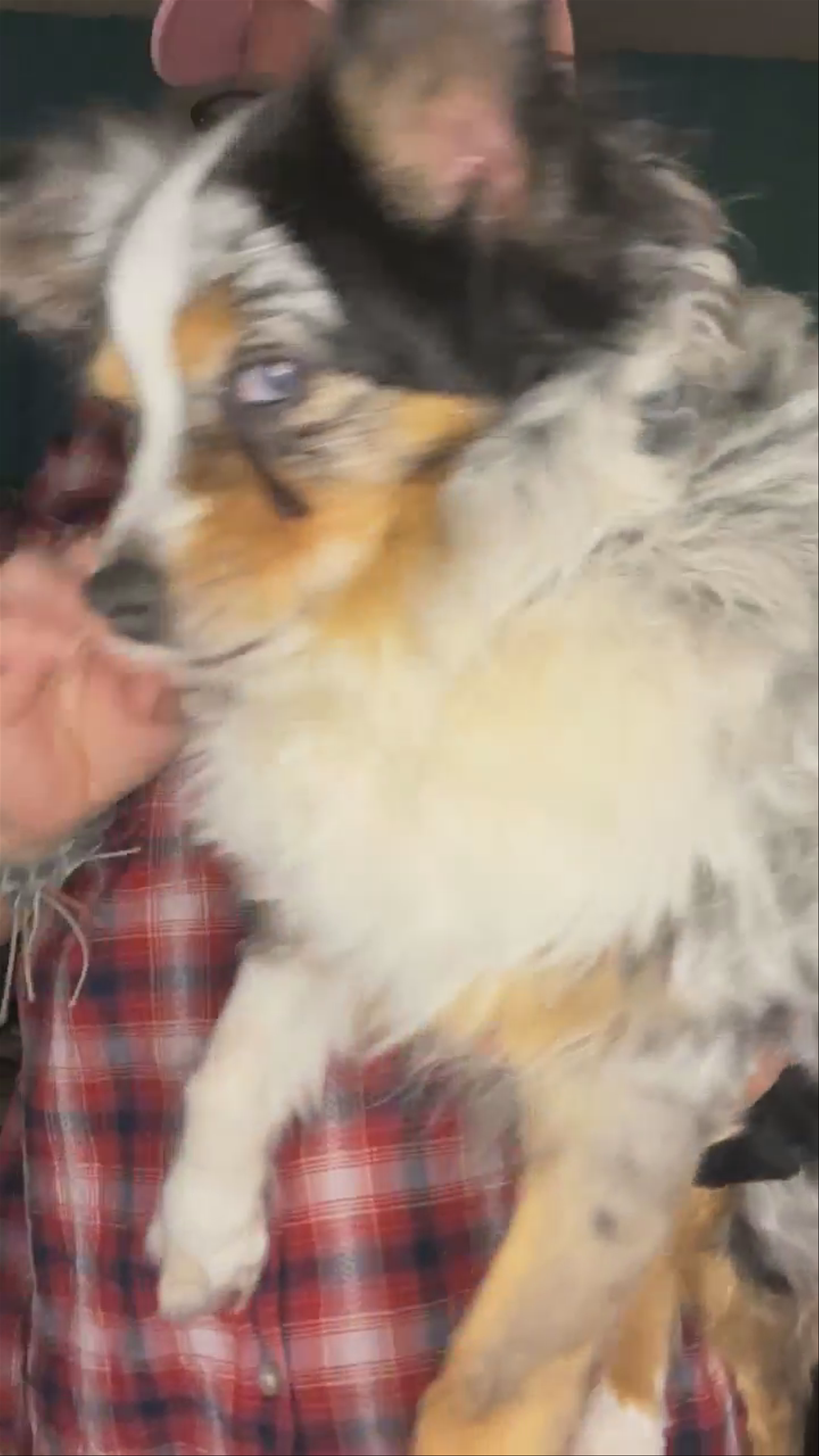 Meet the pet