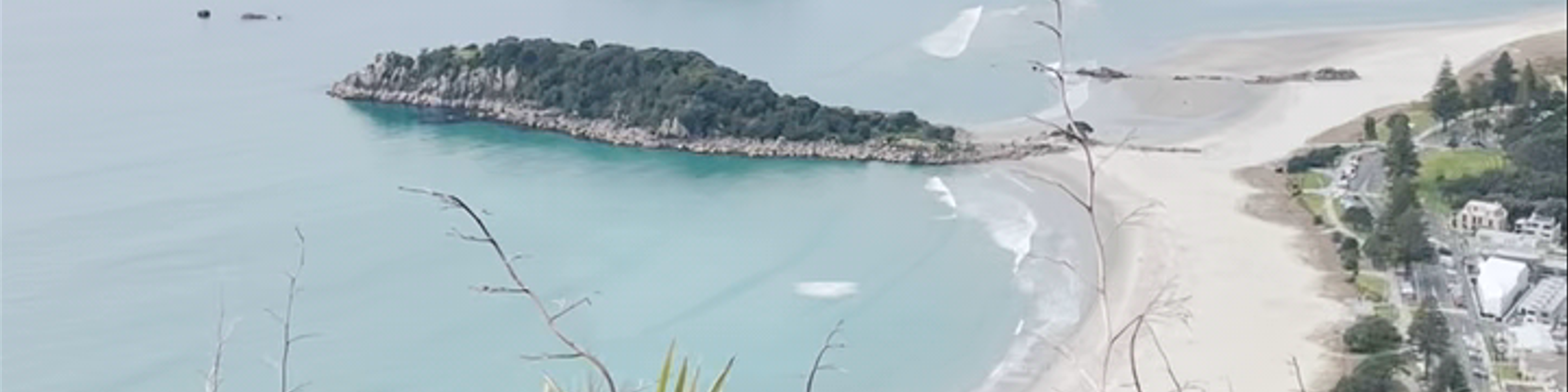 Tauranga