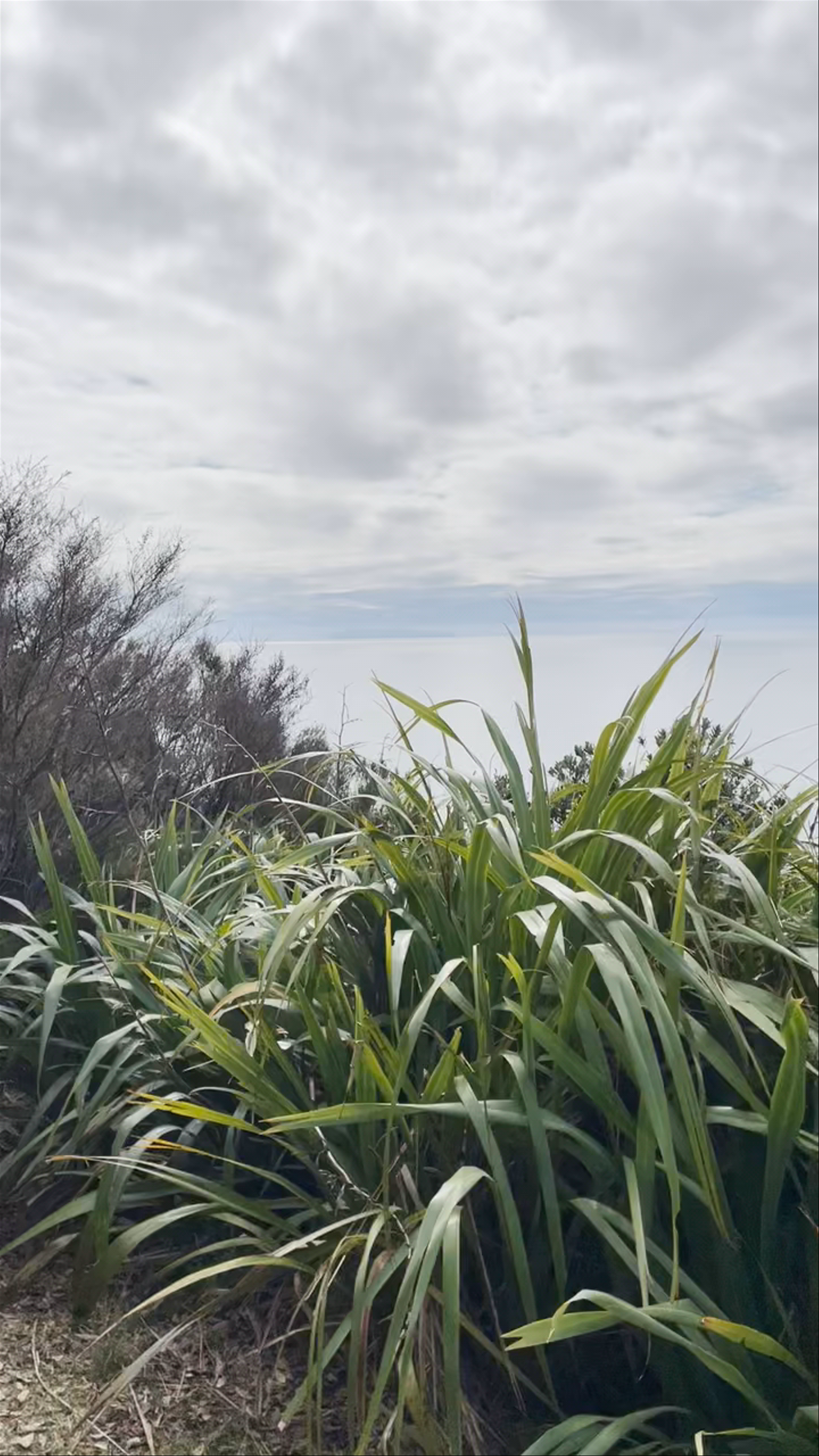 Mt Maunganui seaview Marine Parade