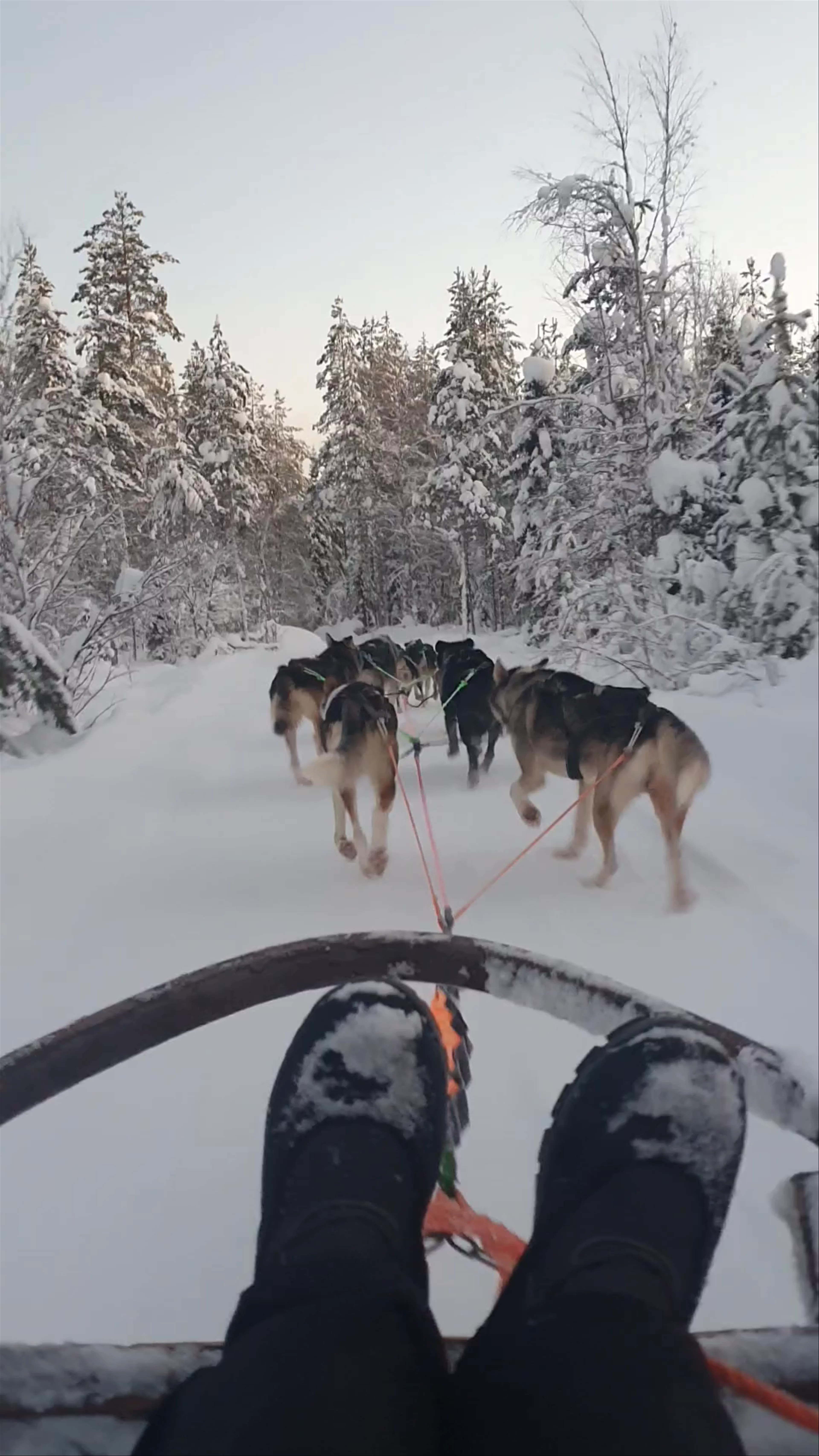 Raitola Reindeer and Husky Farm