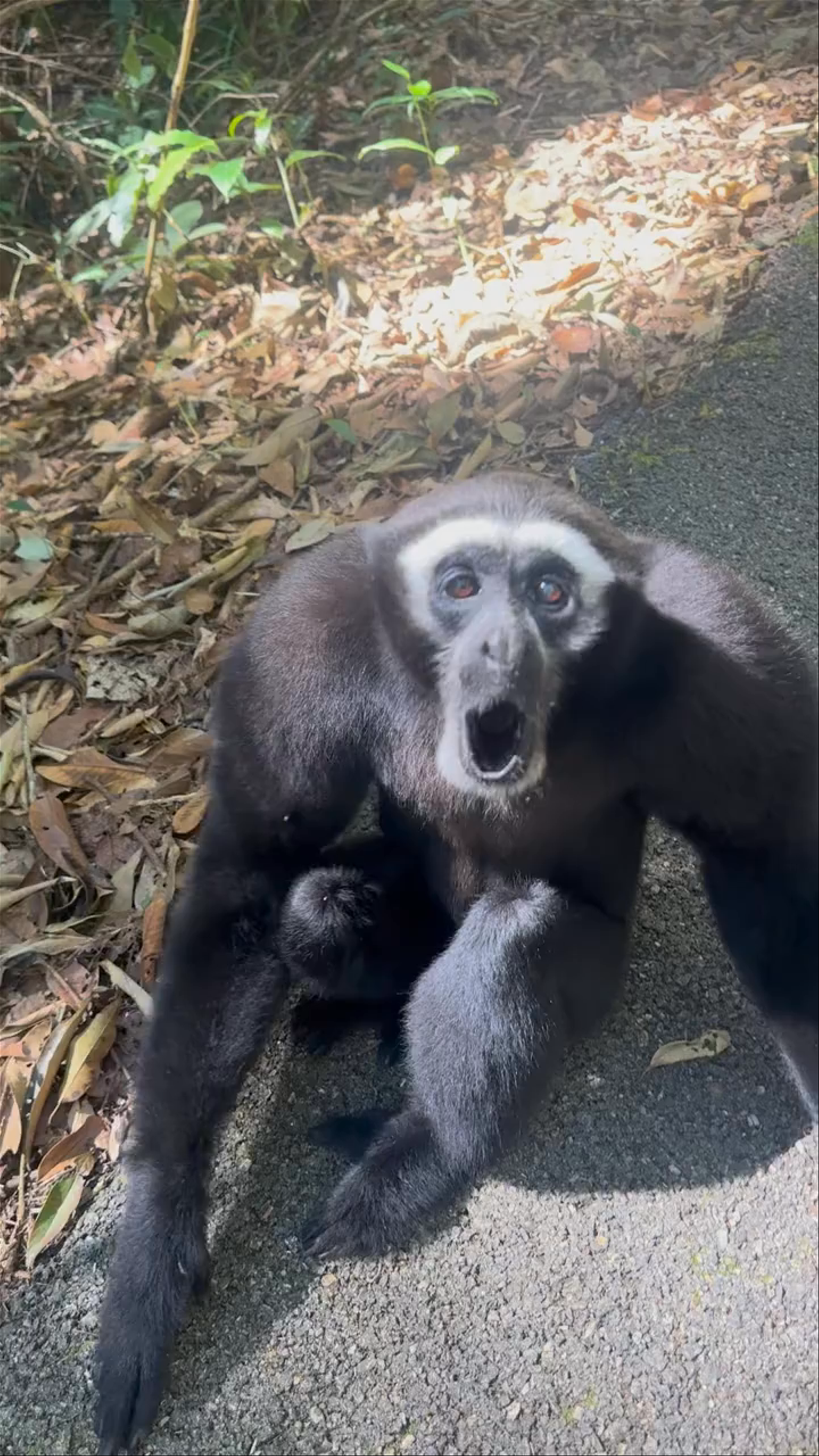Encounter with a Black-and-White Snub-Nosed Monkey in Yunnan's Forest Park