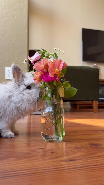 Jasmine Jo - My bunny loves this sweet bouquet!! - Coffee & Tea Near Me - Tempe, Arizona