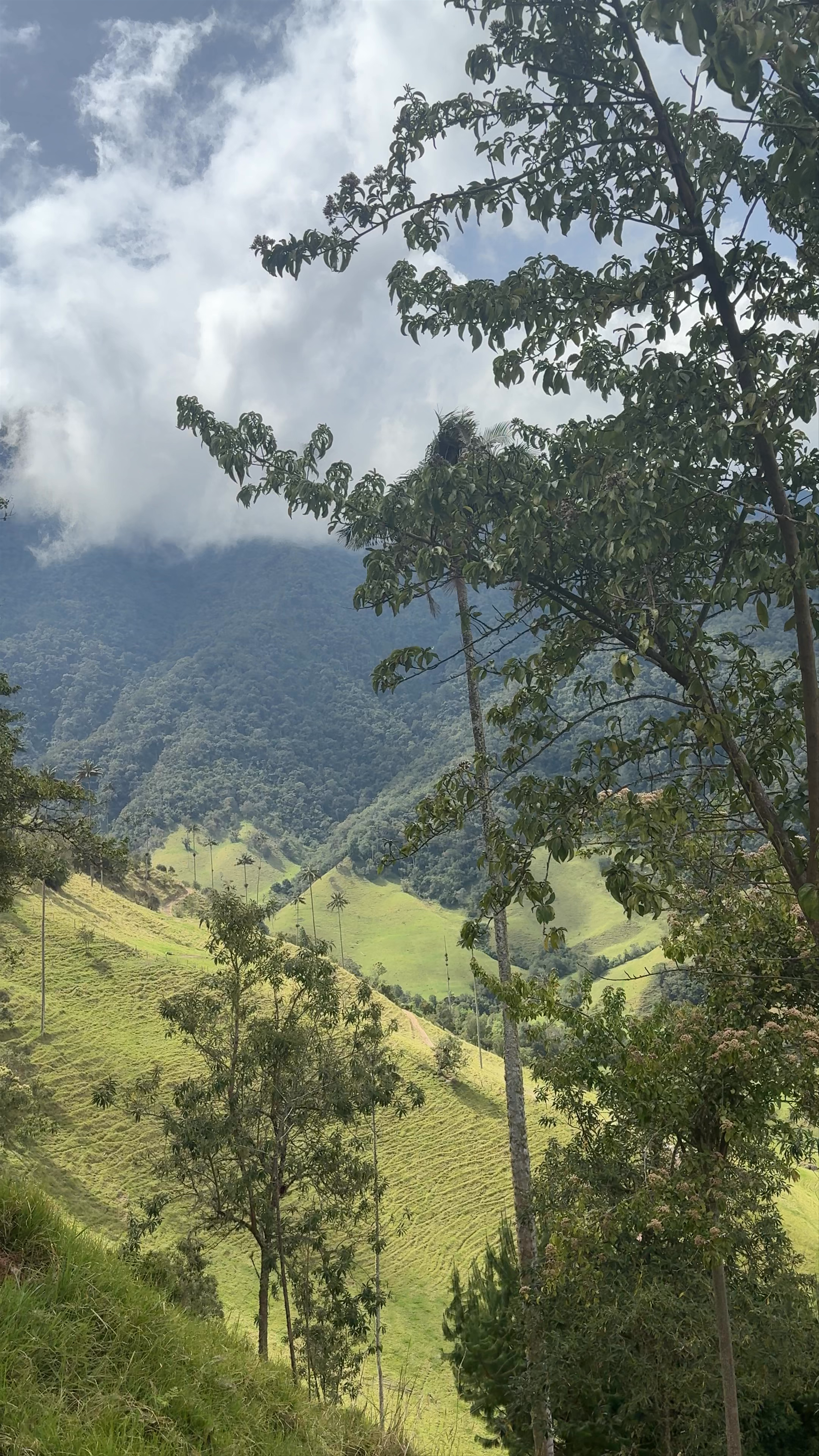 Forest of the Palms: A Lush Escape in Salento, Colombia