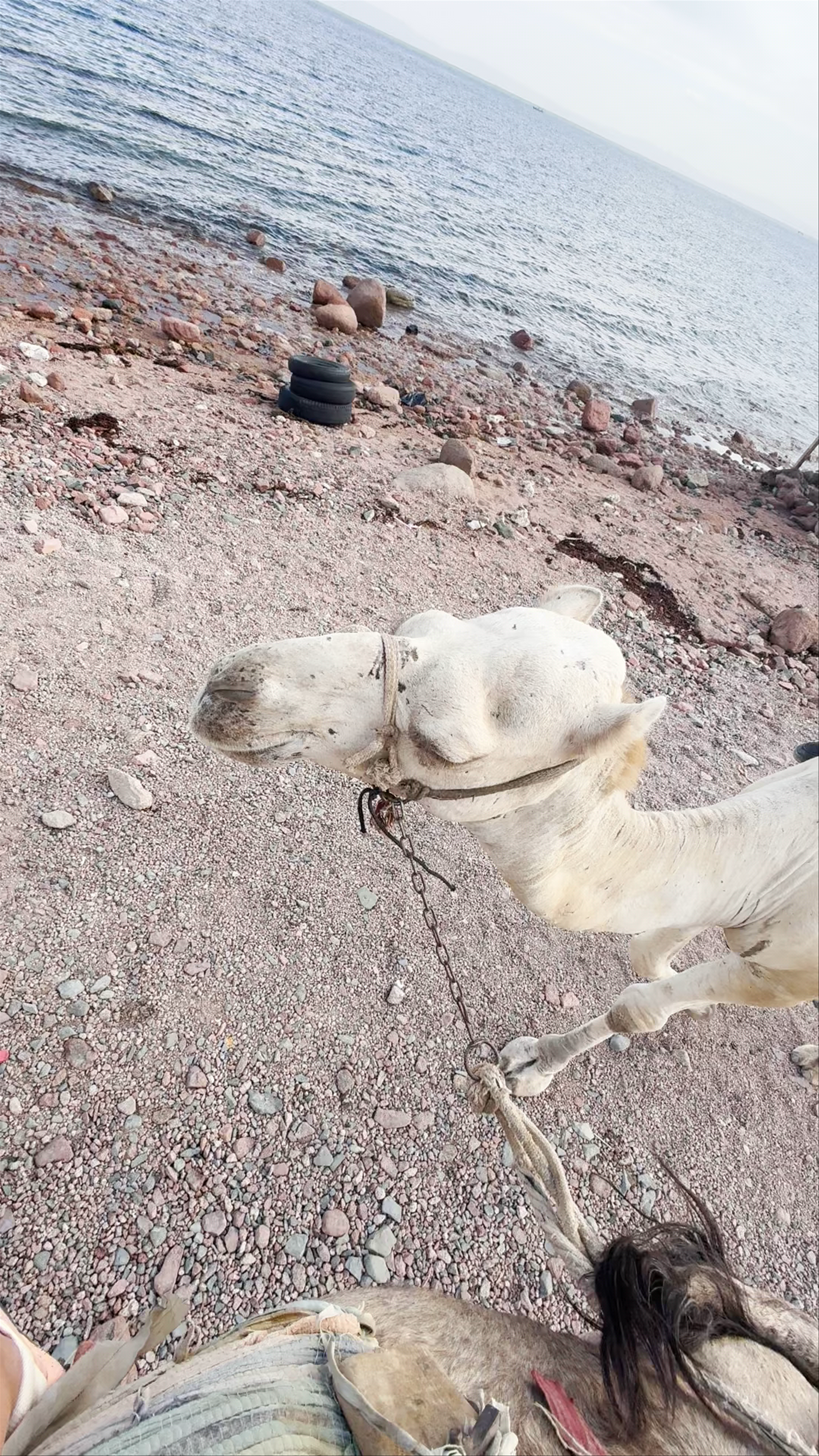 Camel Ride Experience by the Red Sea in Sharm El Sheikh