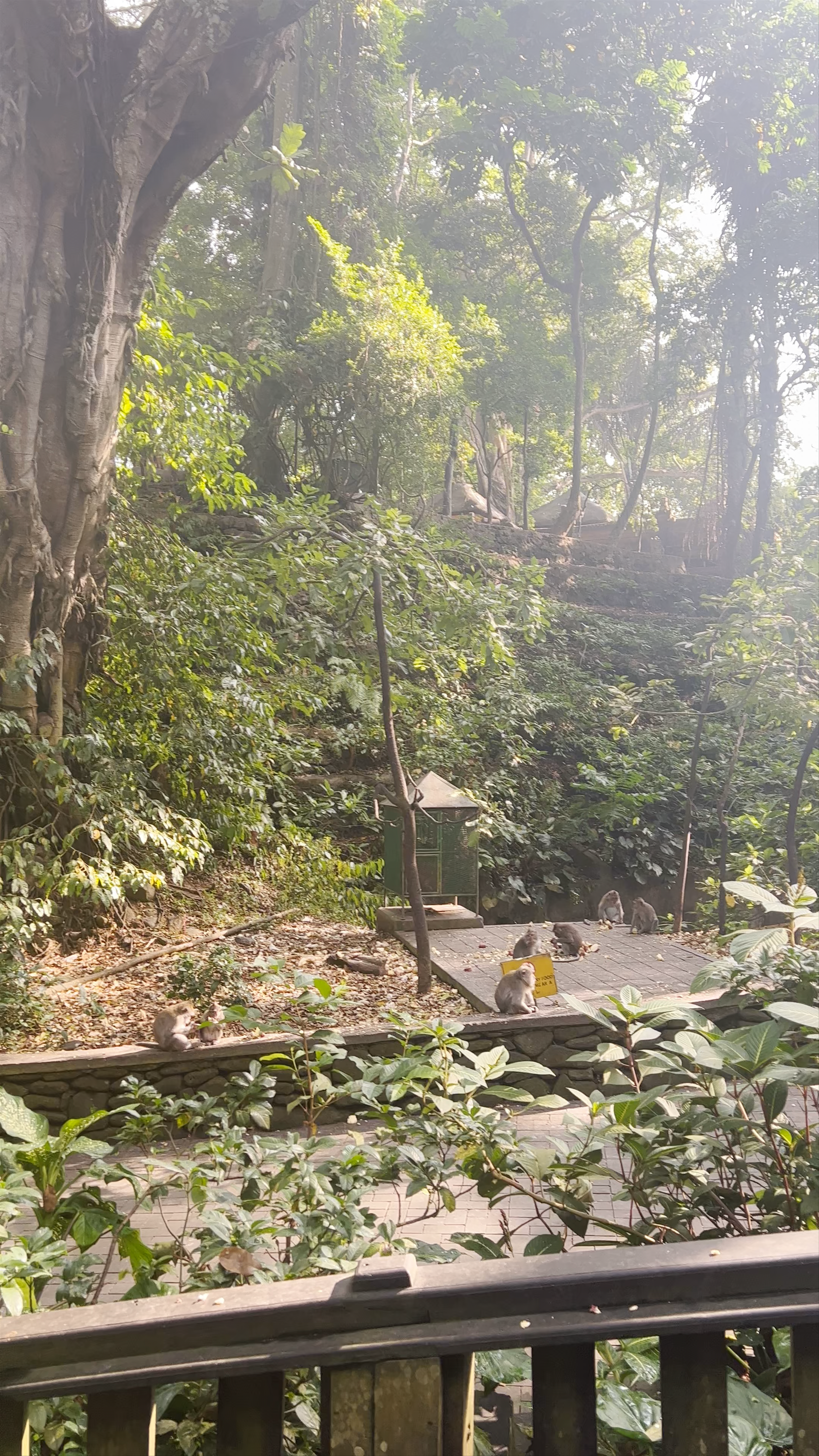 Sacred Monkey Forest Sanctuary