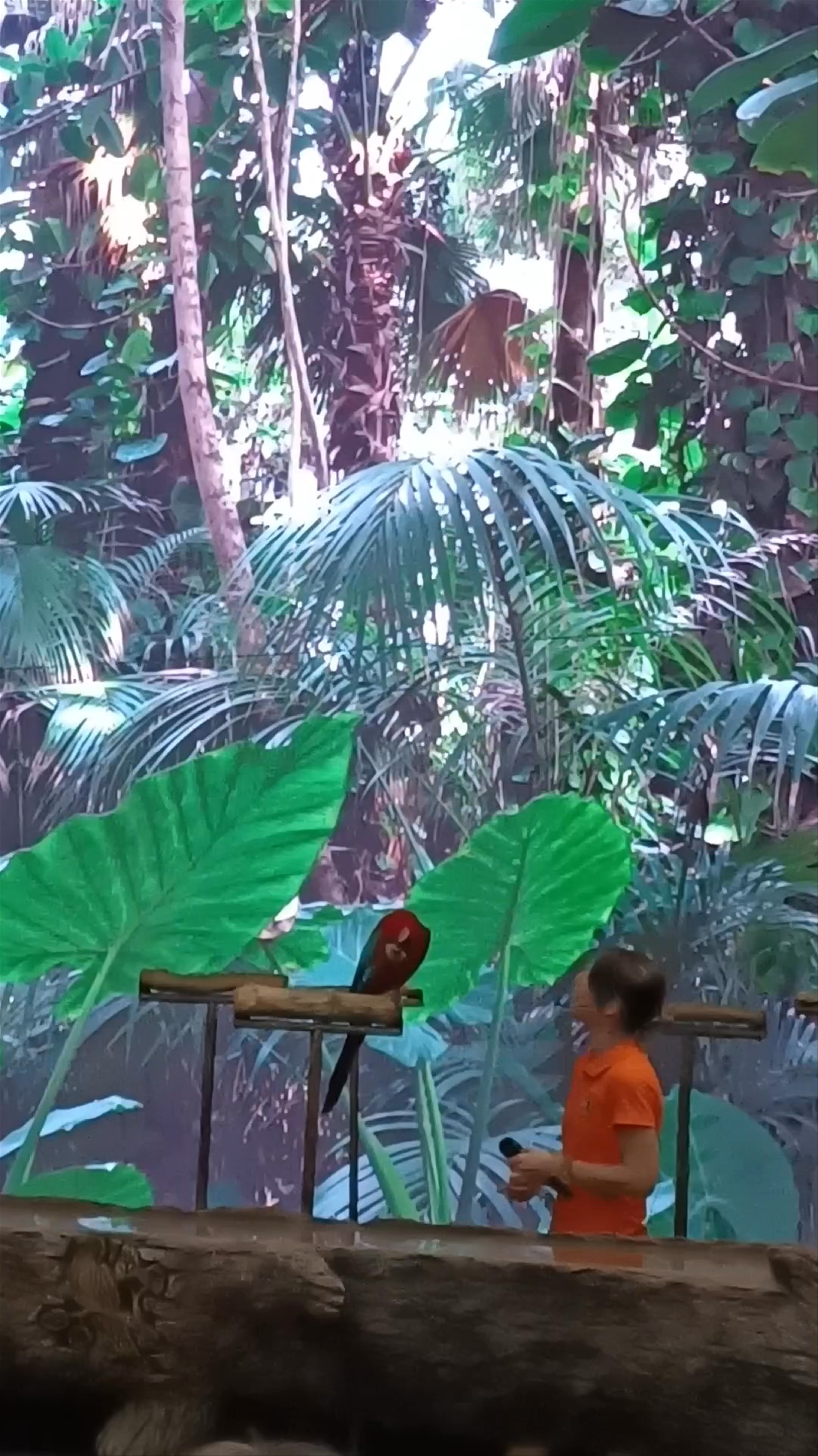 Loro Show Experience in Puerto de la Cruz, Canary Islands