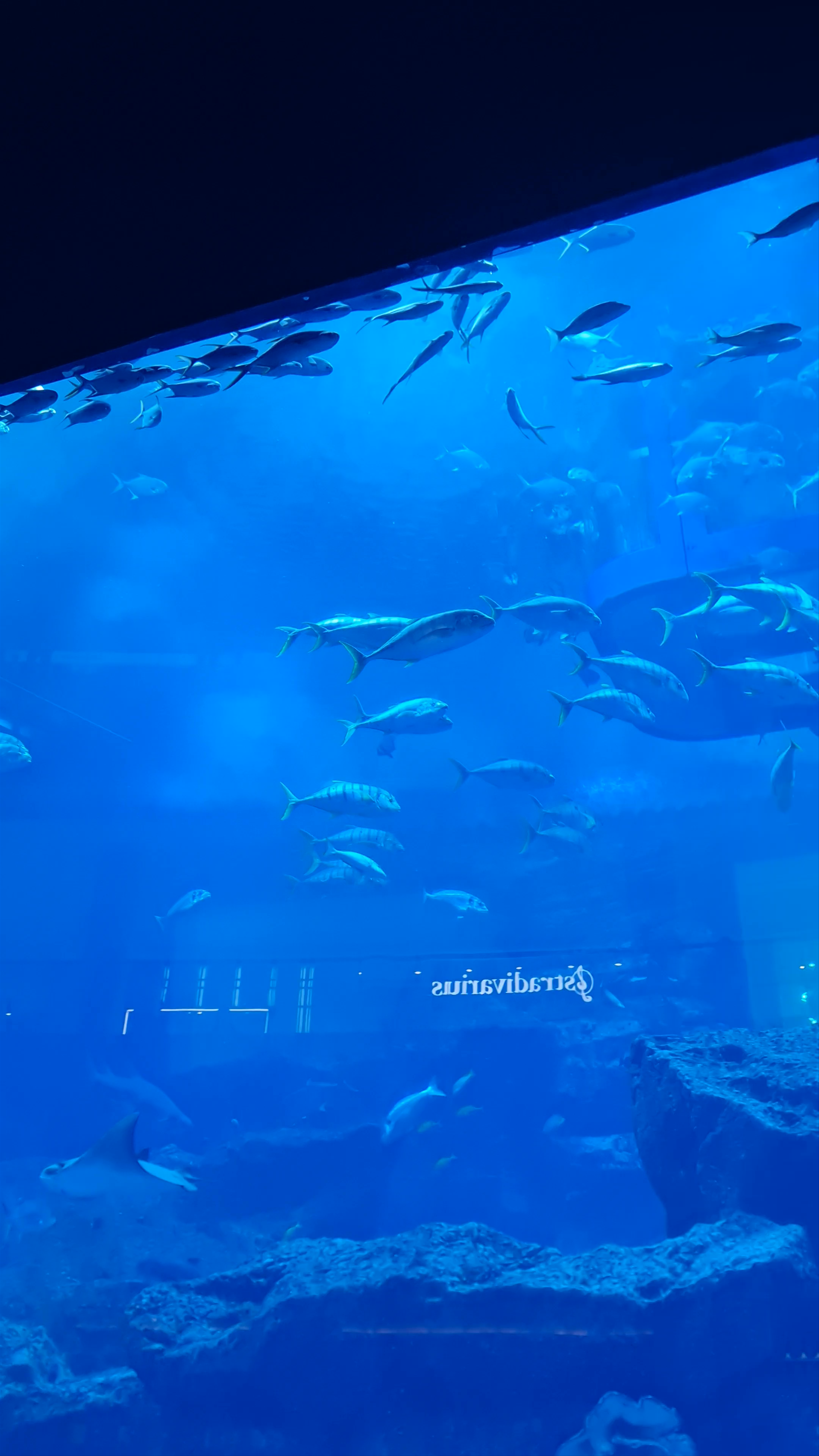 Dubai Aquarium & Underwater Zoo - شارع المركز المالي، - Dubai - United Arab Emirates