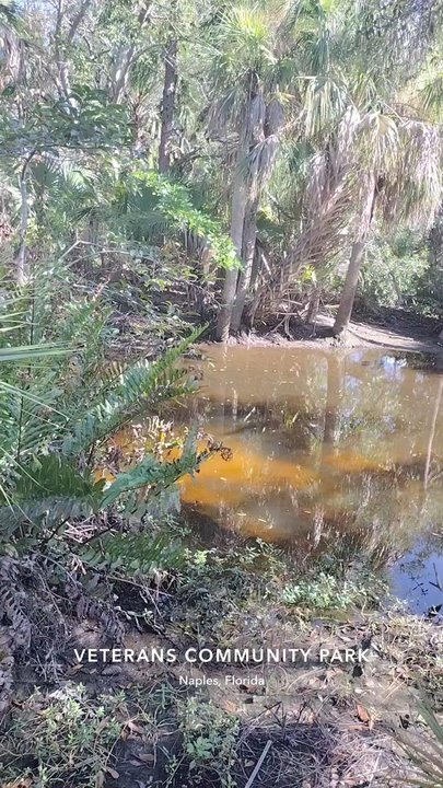 Cocohatchee Creek Preserve - Small Creek and dock - Parks Near Me - Naples, Florida