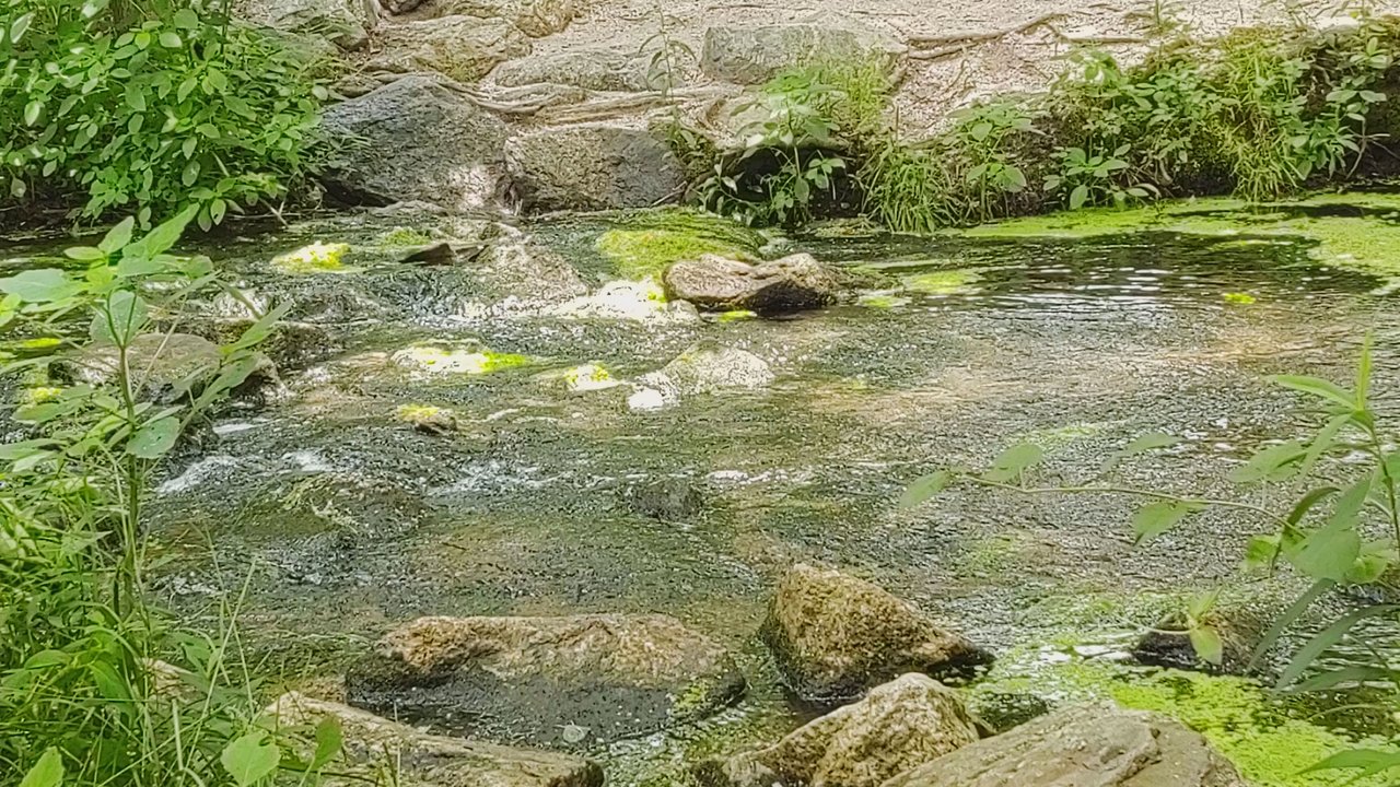Twin Lakes Preserve - Relaxing waters - Parks Near Me - Wantagh, New York