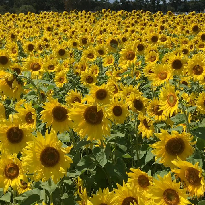 Colby Farm - Bakeries Near Me - Newbury, Massachusetts