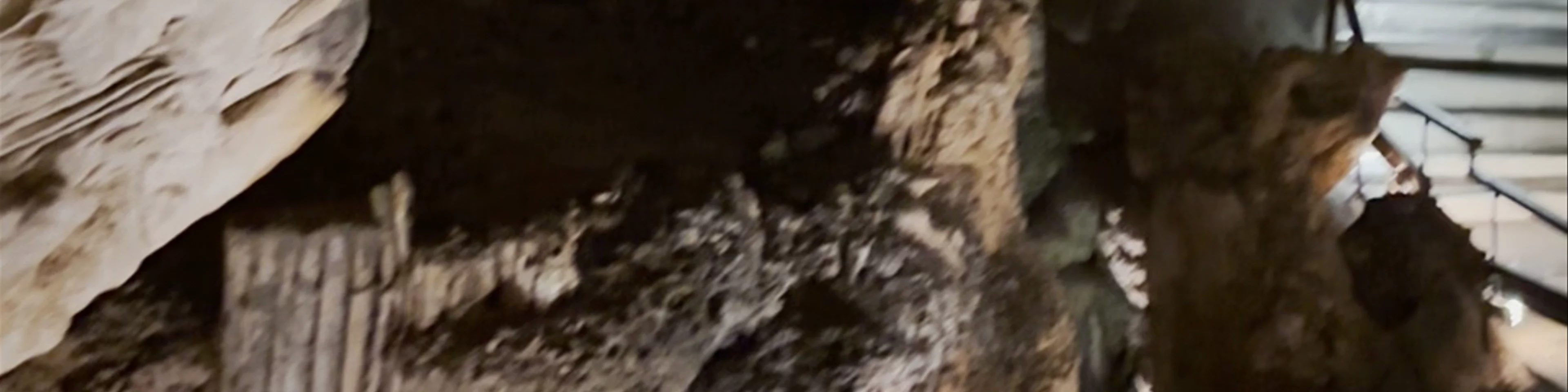 Fundación Cueva de Nerja