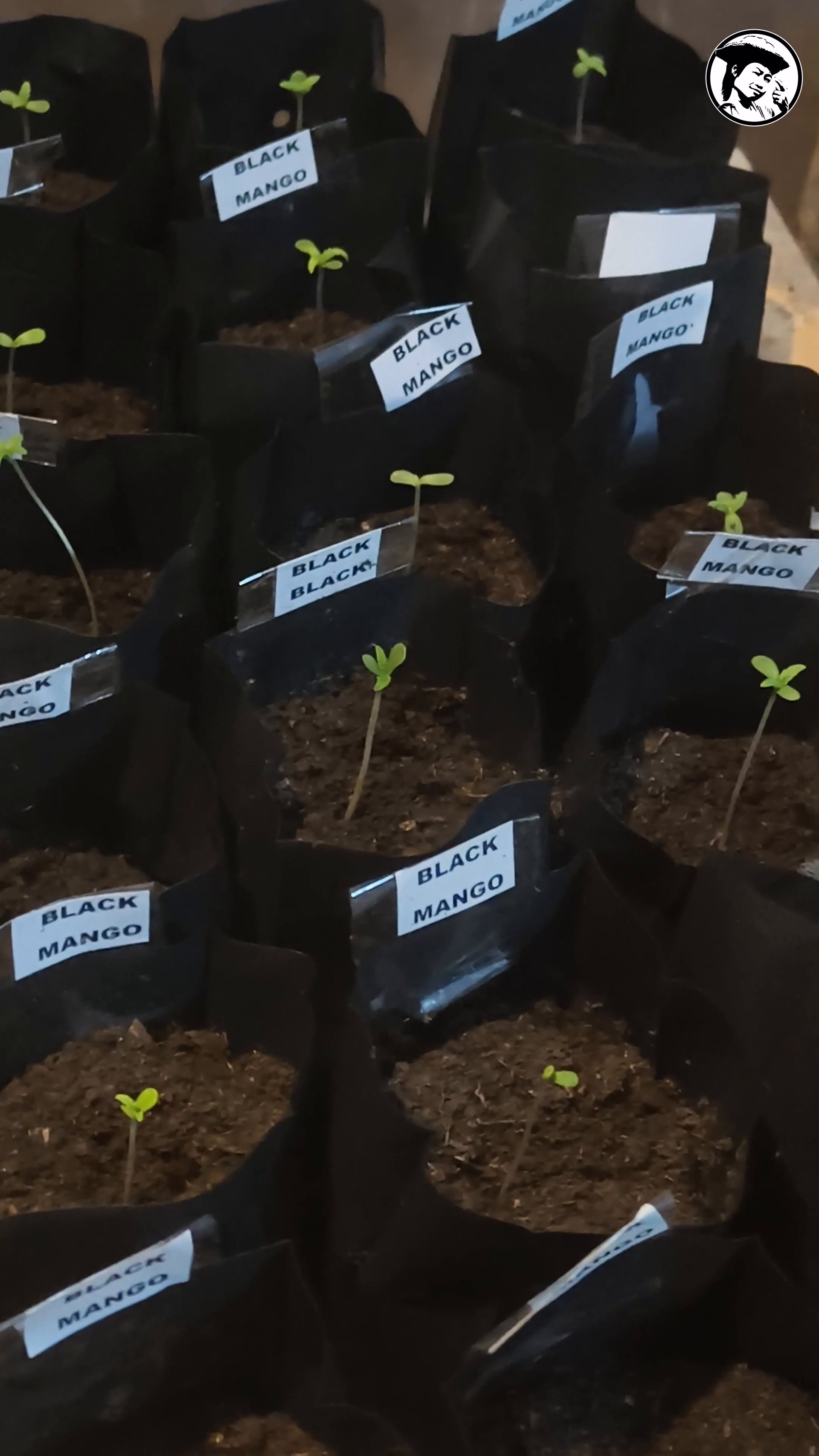 Baby plants season 26/27