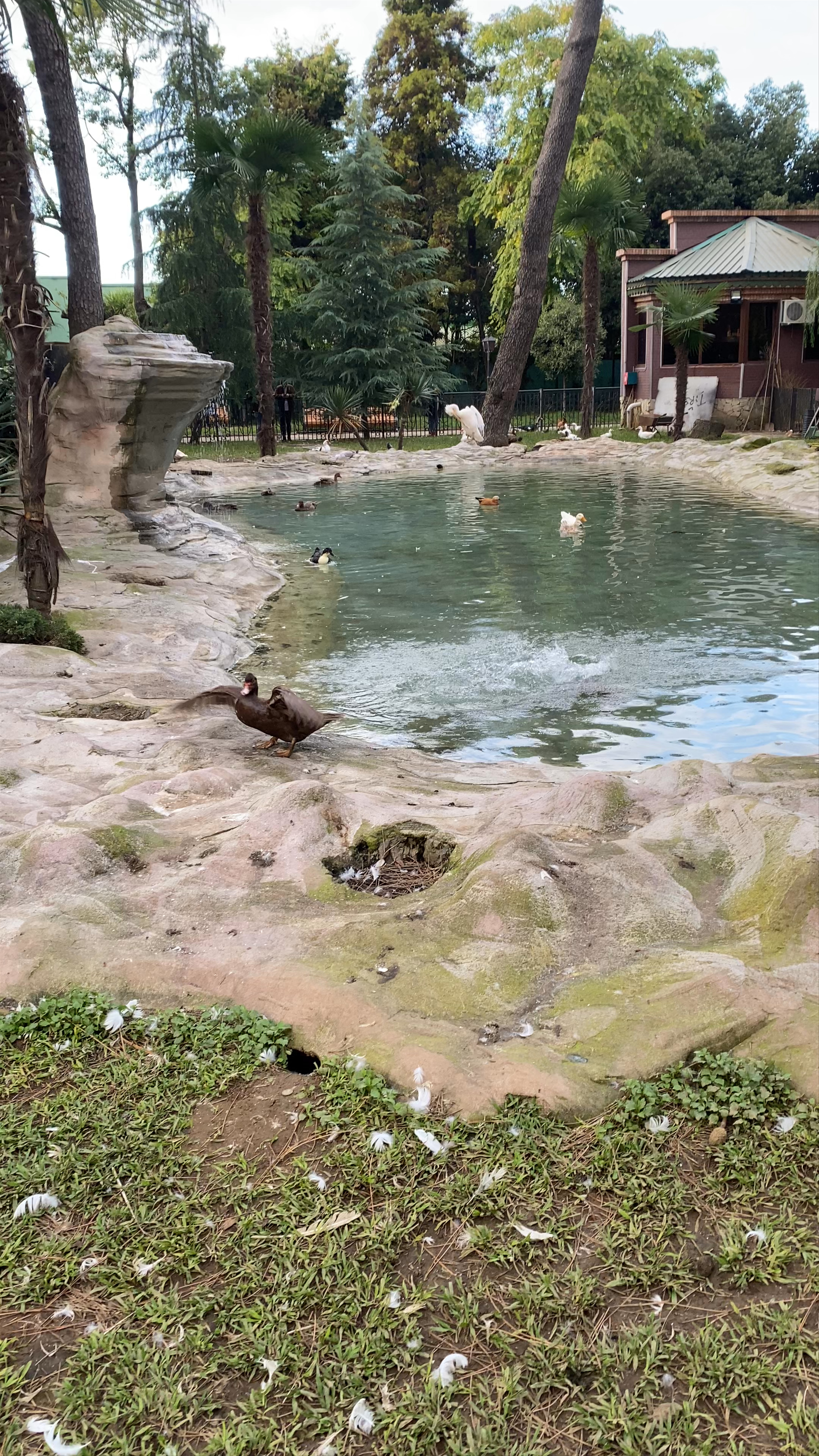 Bird Zoo