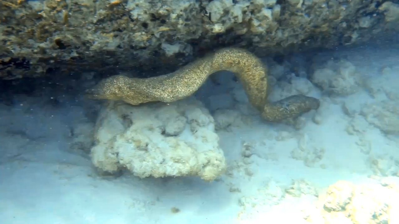 Trident Adventures - Dive Shops Near Me - Honolulu, Hawaii