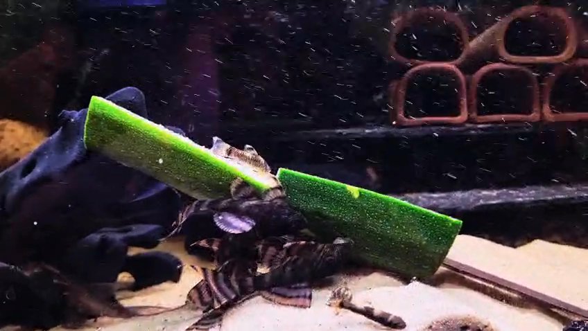 Striped flash pleco