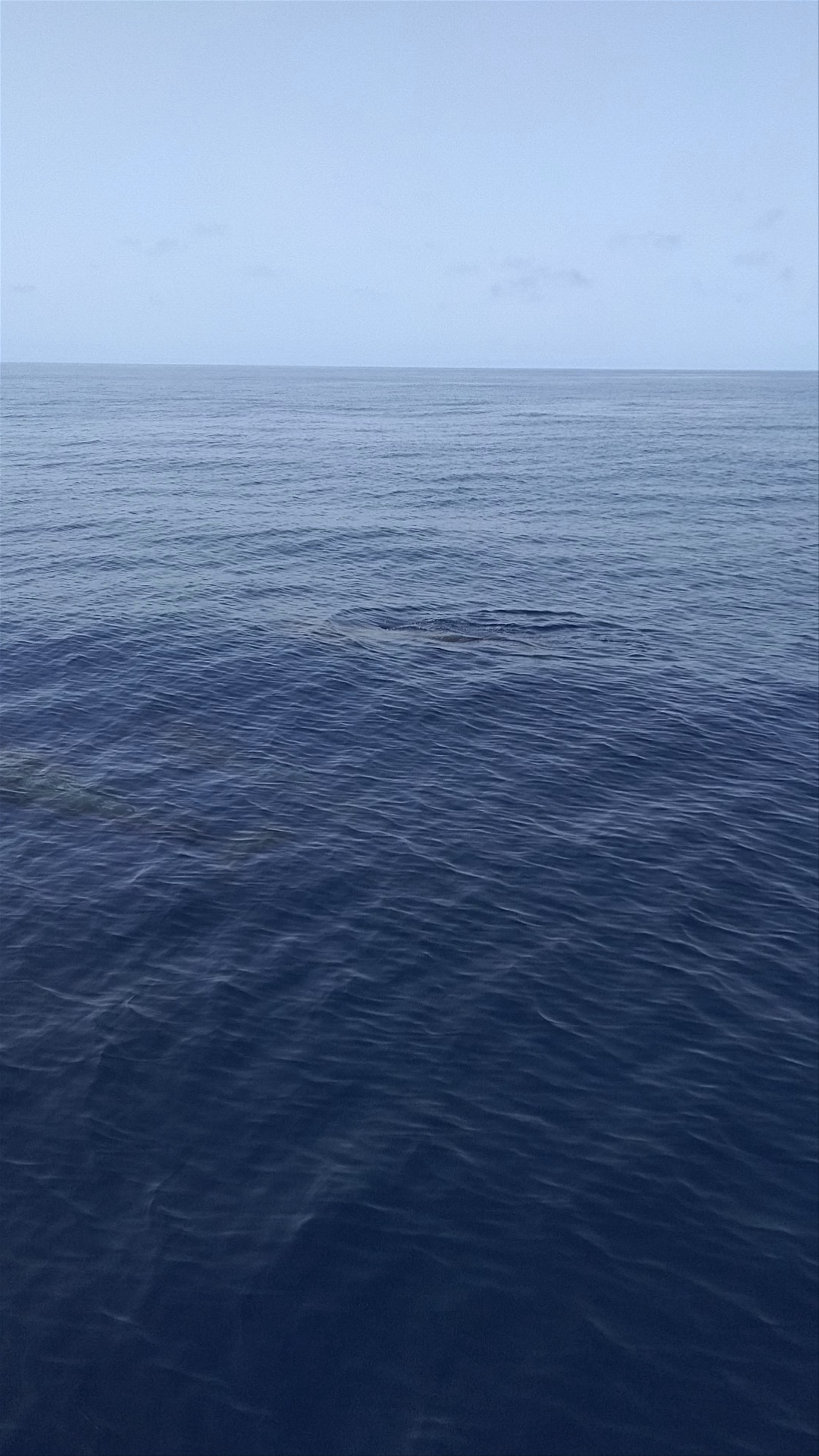 Spirit of the Sea: Whale Watching off Puerto Rico, Gran Canaria