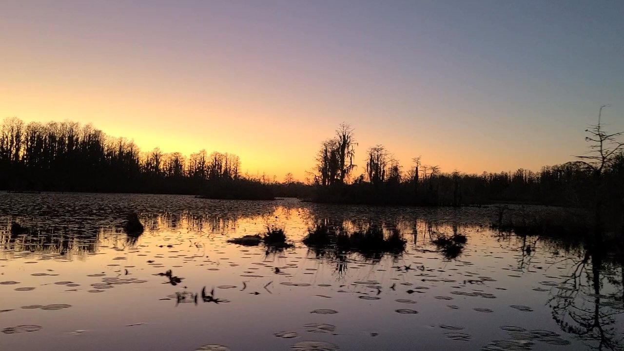 Okefenokee Adventures - Through an open area. - Boating Near Me - Folkston, Georgia