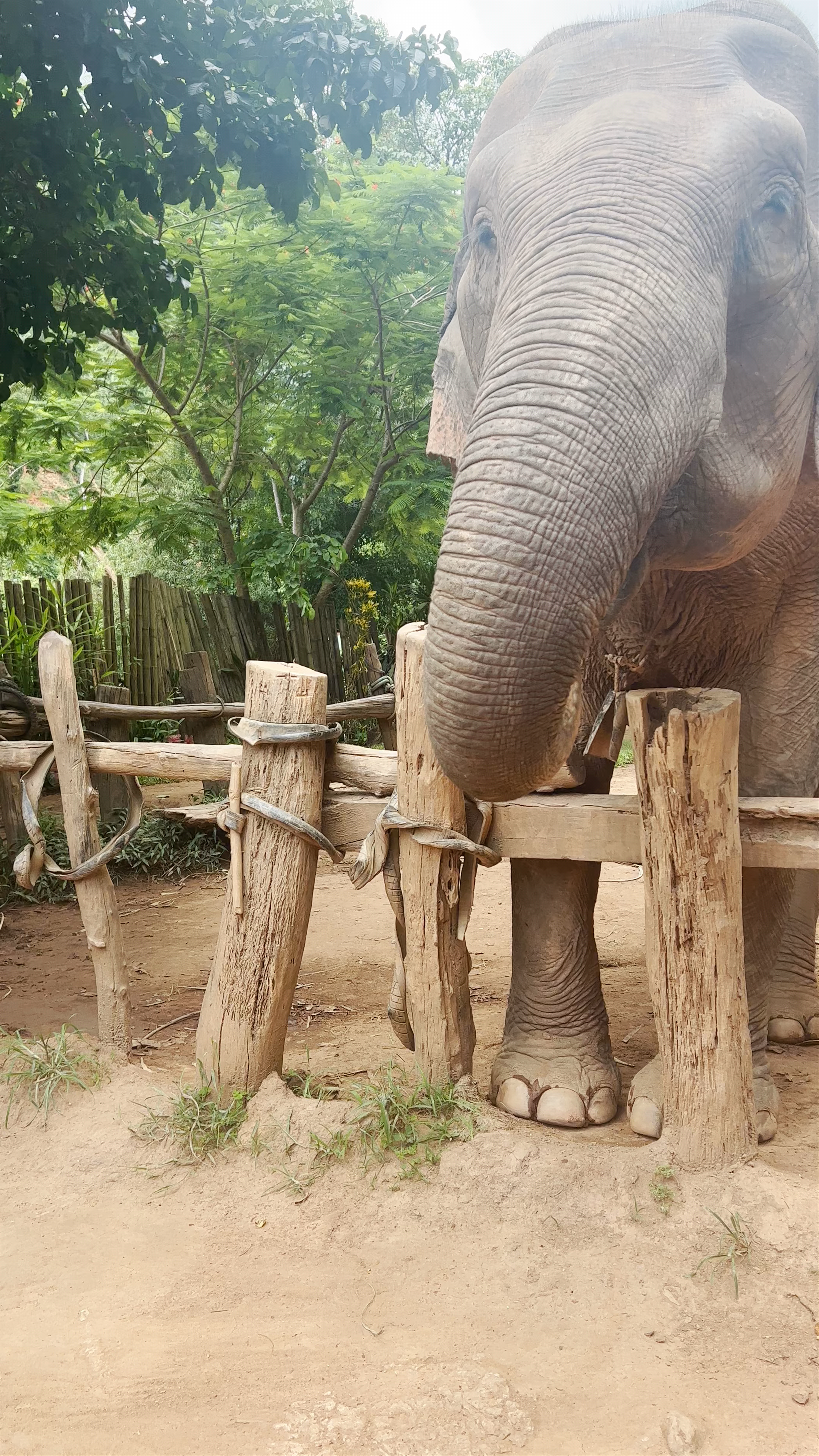 Elephant Rescue Park