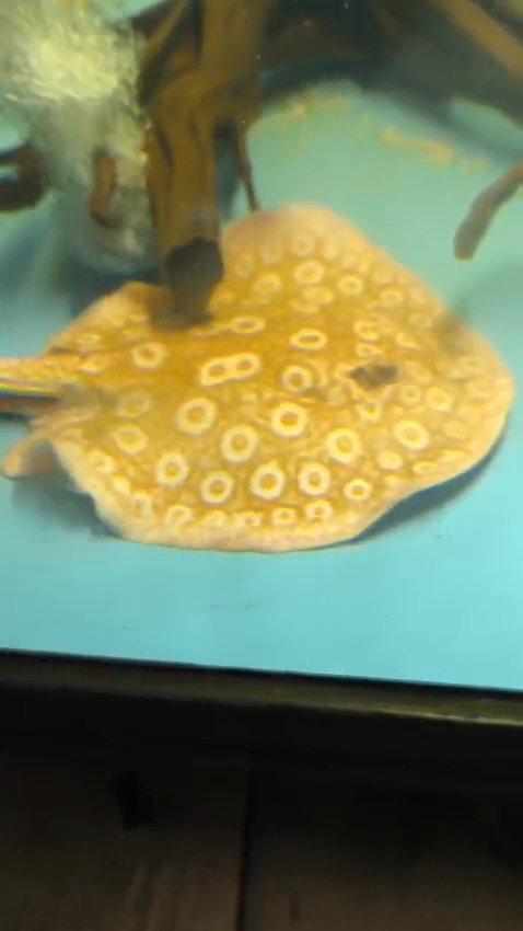 Pearl Stingray