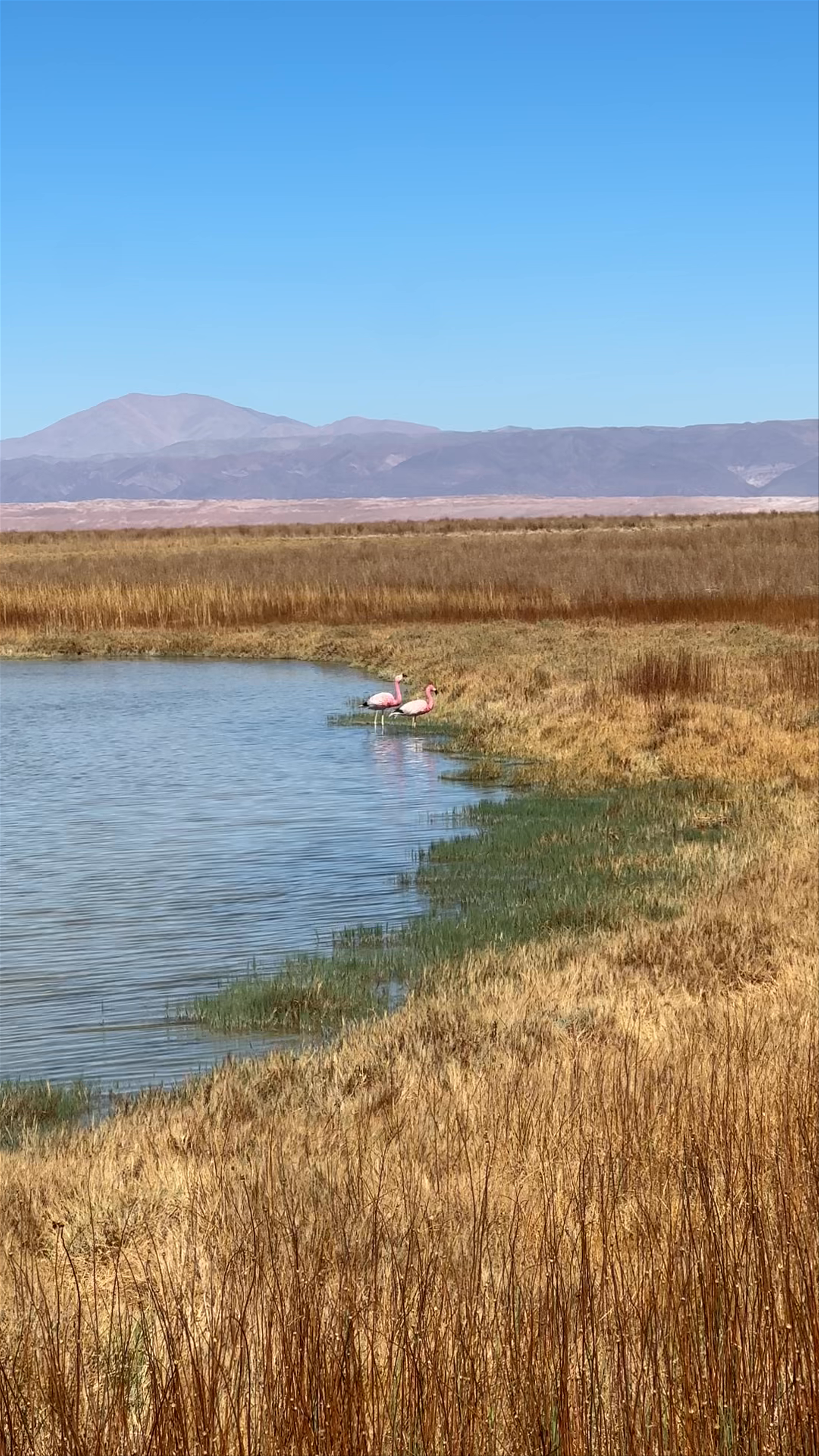 Cejar lagoon