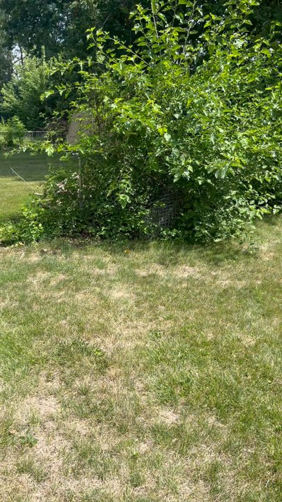S & B Tree Care - Video of incomplete work - Tree Services Near Me