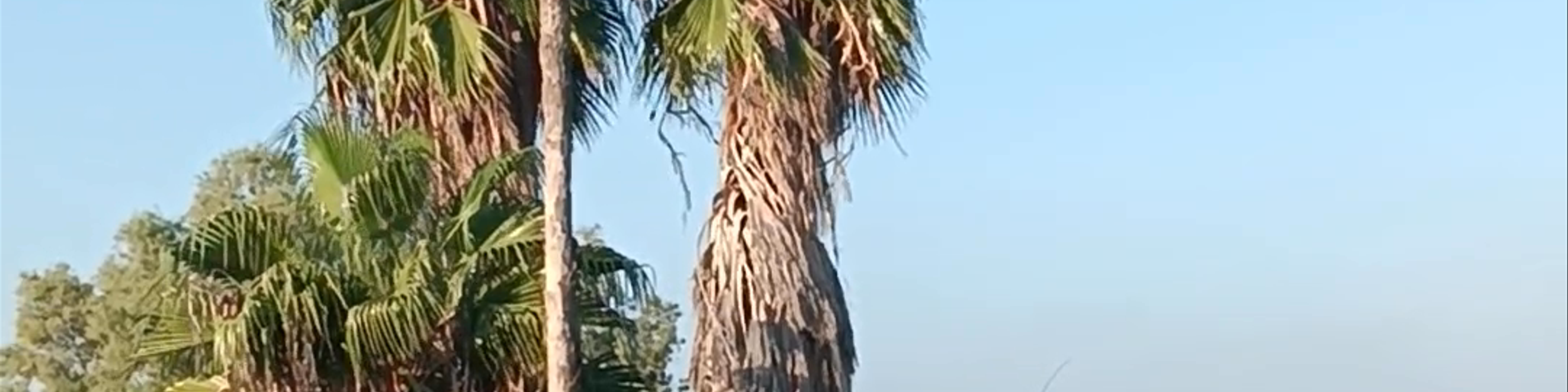 Jaffa