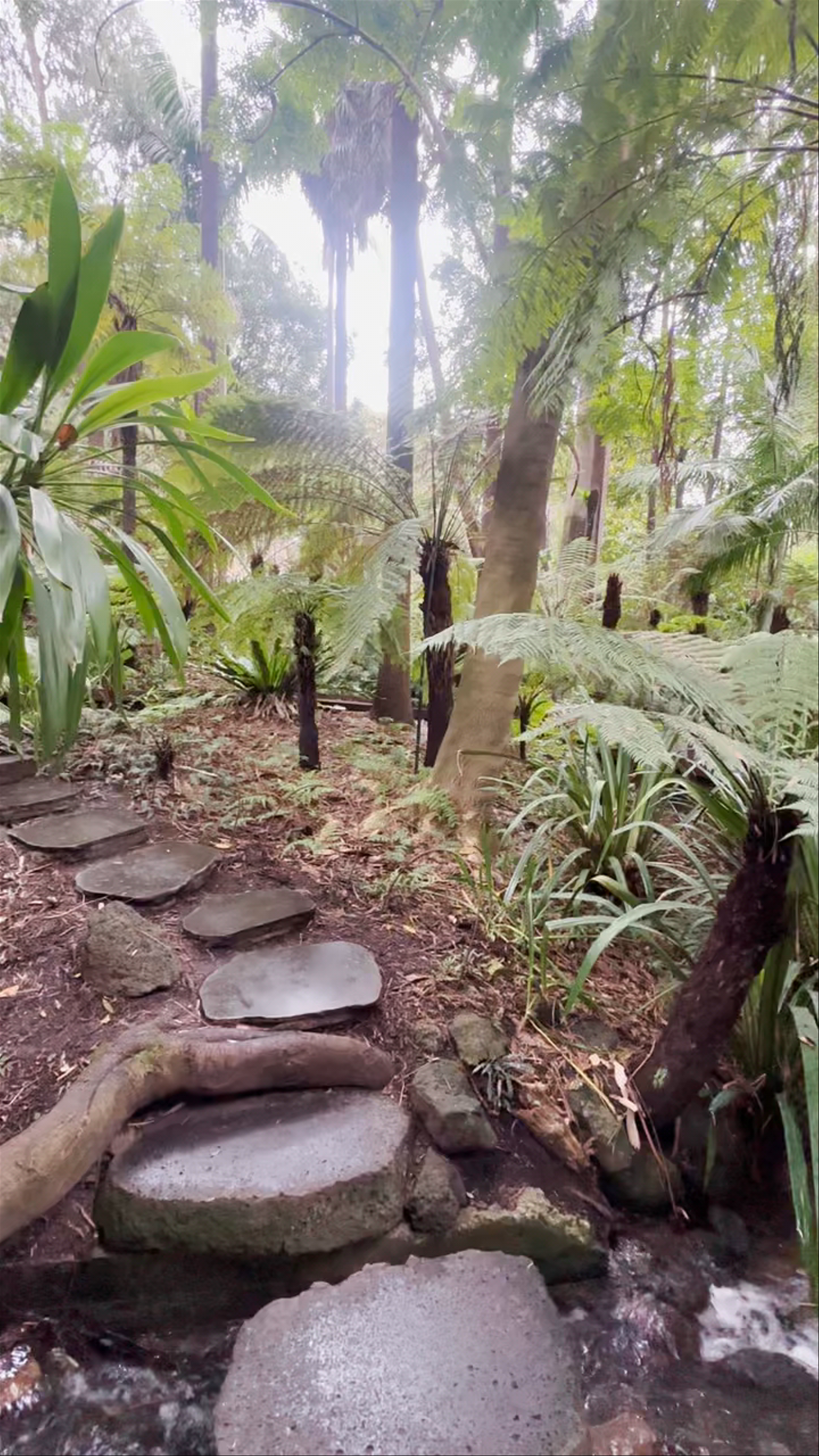 Fern Gully