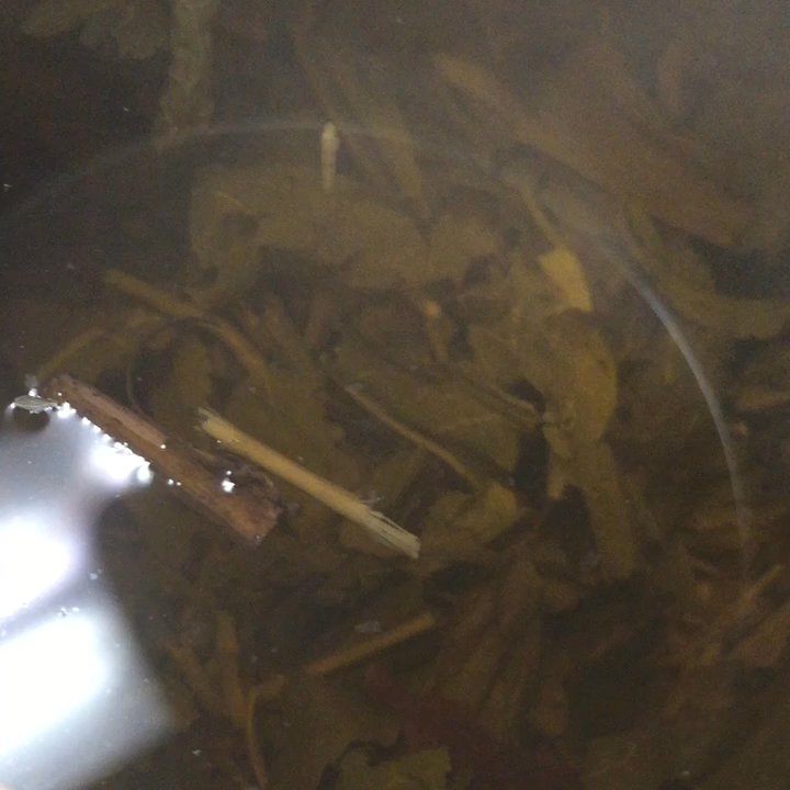 Ming Tree Cafe - My attempt at artsy cinematography - but... No cheapie instant tea here - check it! - Chinese Near Me - Tallahassee, Florida