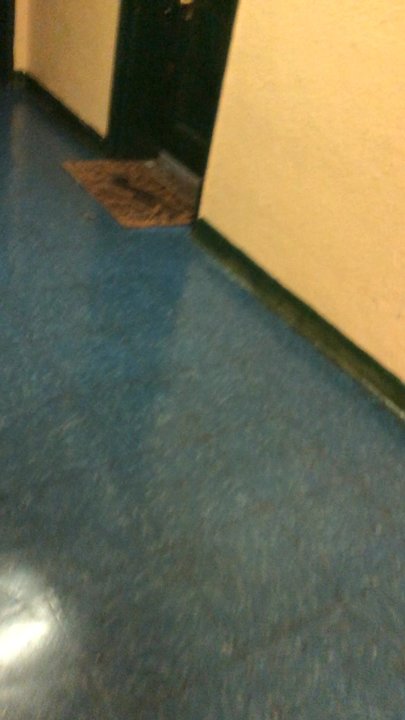 Flatbush Gardens - Dead mice in 1406 NEW YORK AVENUE LOBBY 10/23/19 AND WAS NOT CLEANED UP For Days - Apartments Near Me - Brooklyn, New York