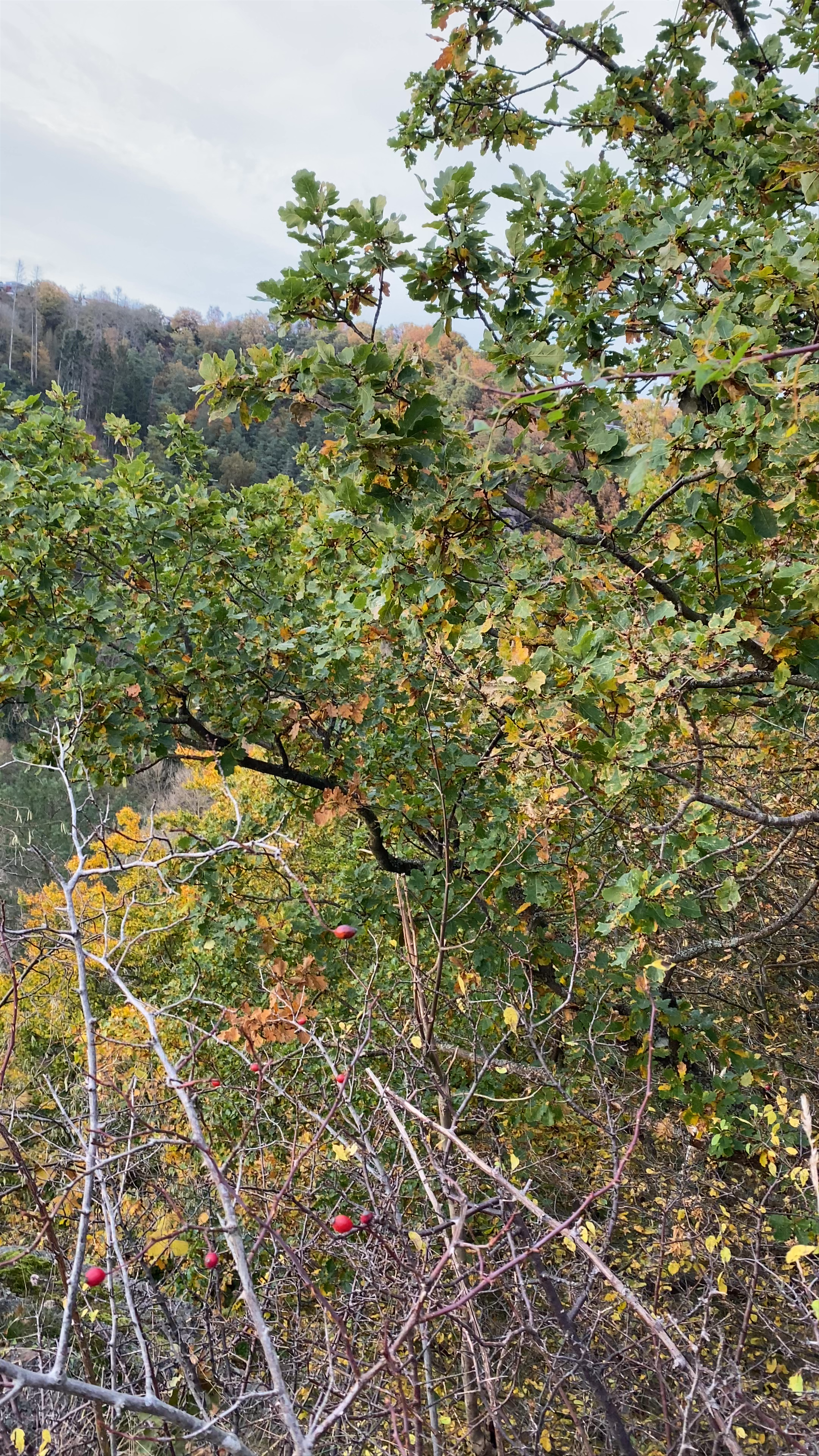 Blick übers Tal Viewpoint