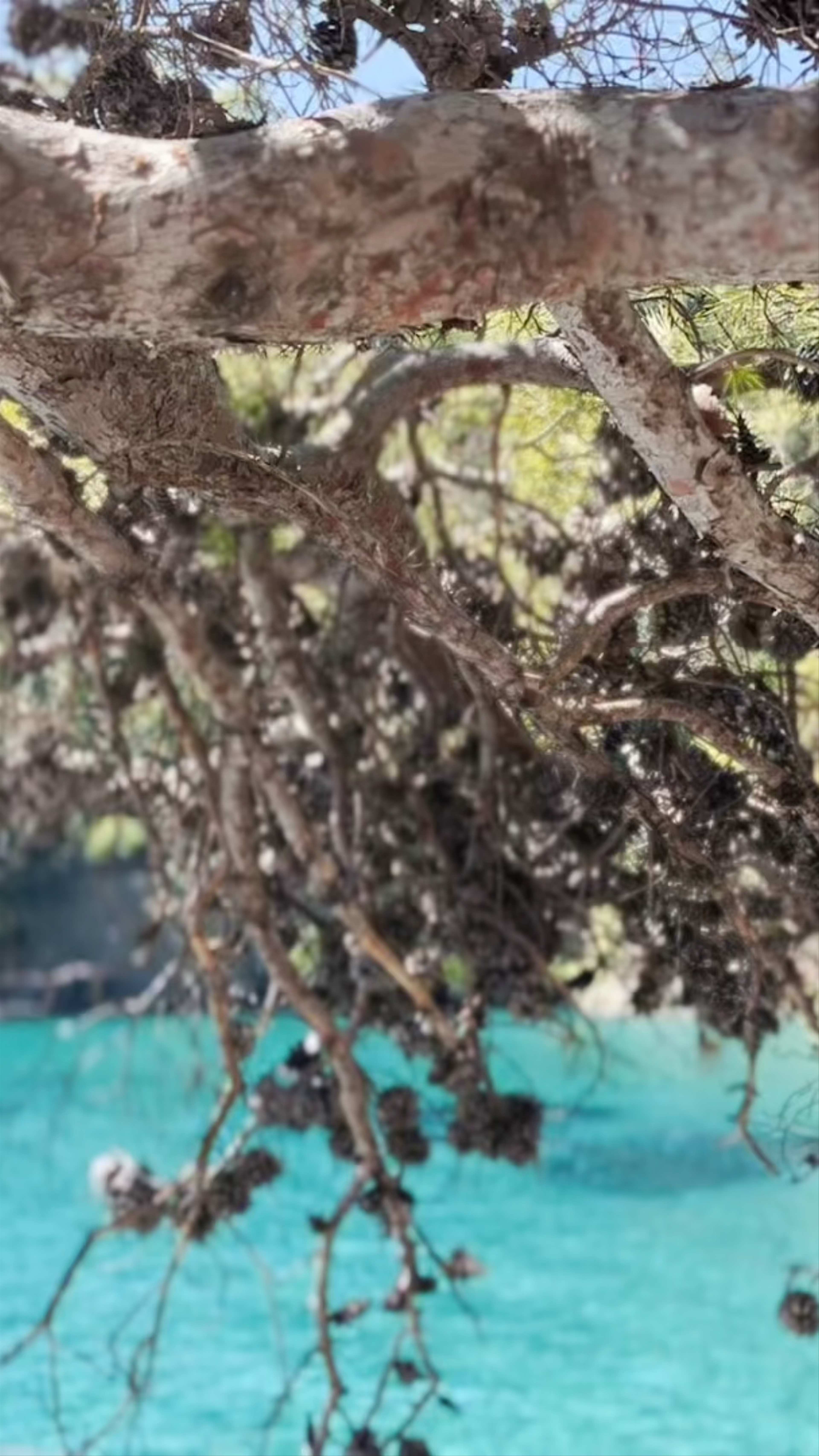 Scogli di Paraggi: Crystal Clear Waters and Pine Shade in Liguria