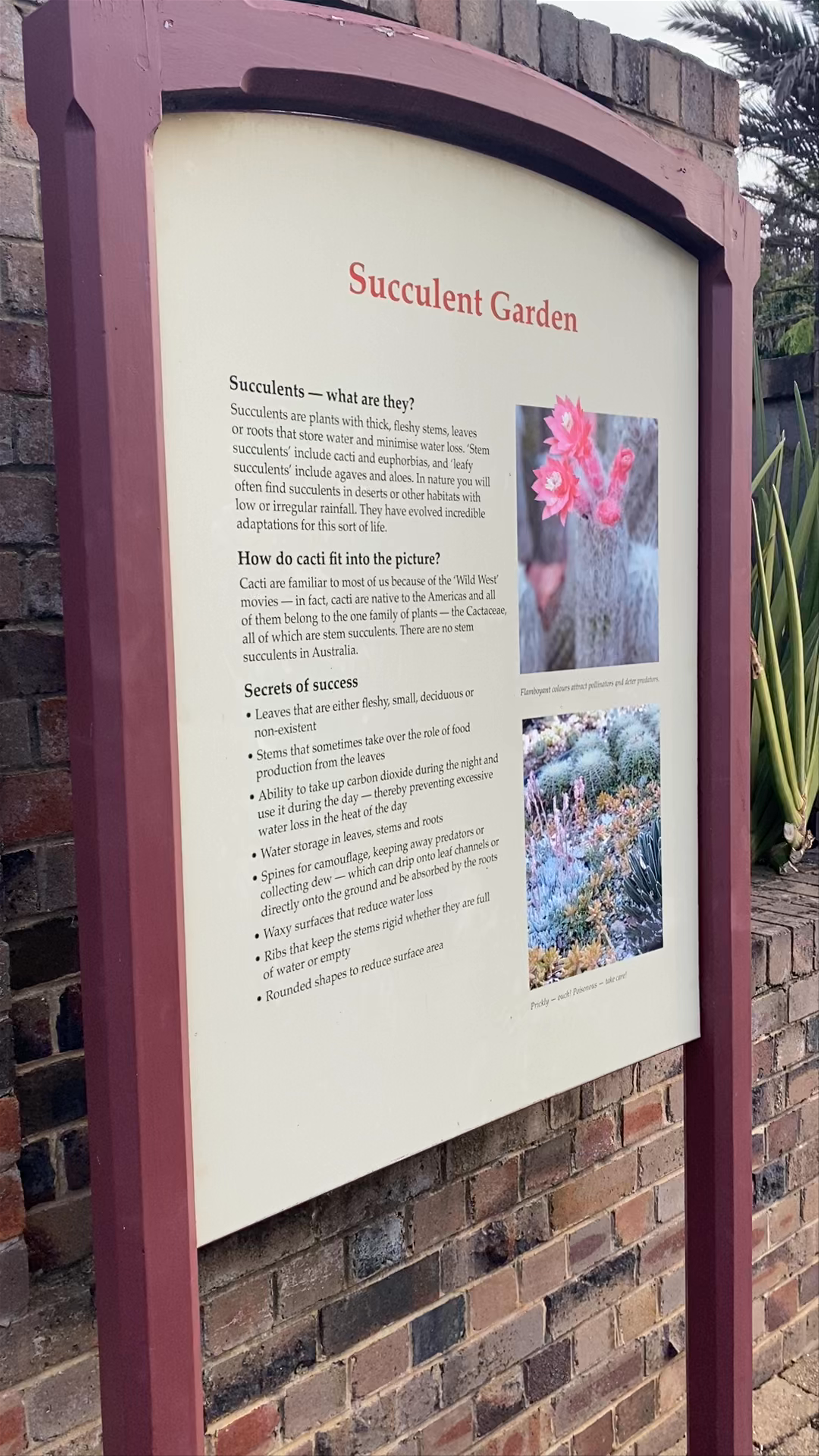 Succulent Garden