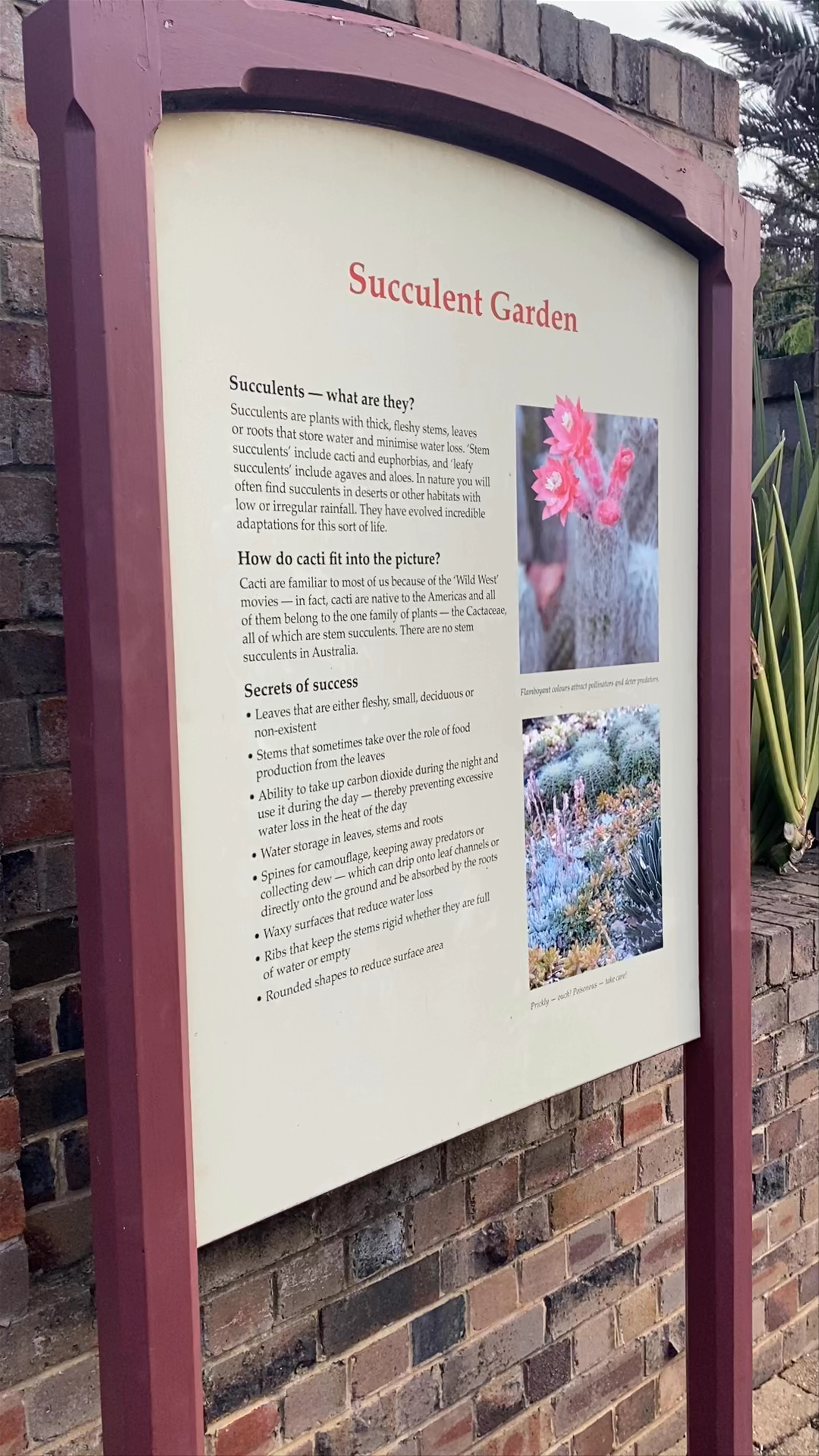 Succulent Garden