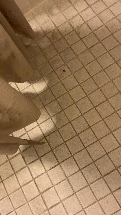 Motel 6 - I tried to give this Motel 6 a chance and as soon as I walked in the room I seen ROACHES everywhere! I left as soon as I checked in. - Hotels Near Me - Turlock, California