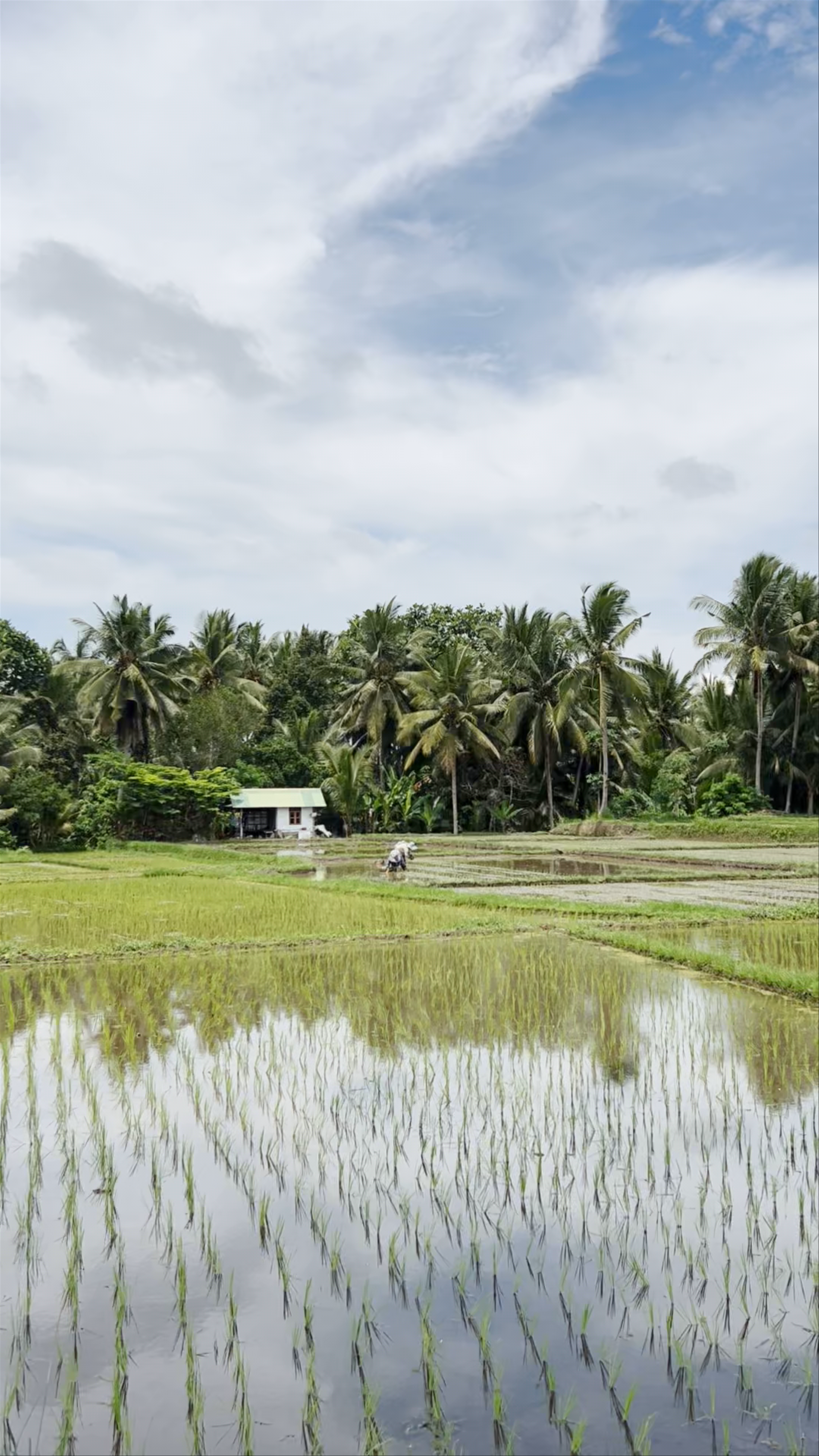 Kajeng Rice Field