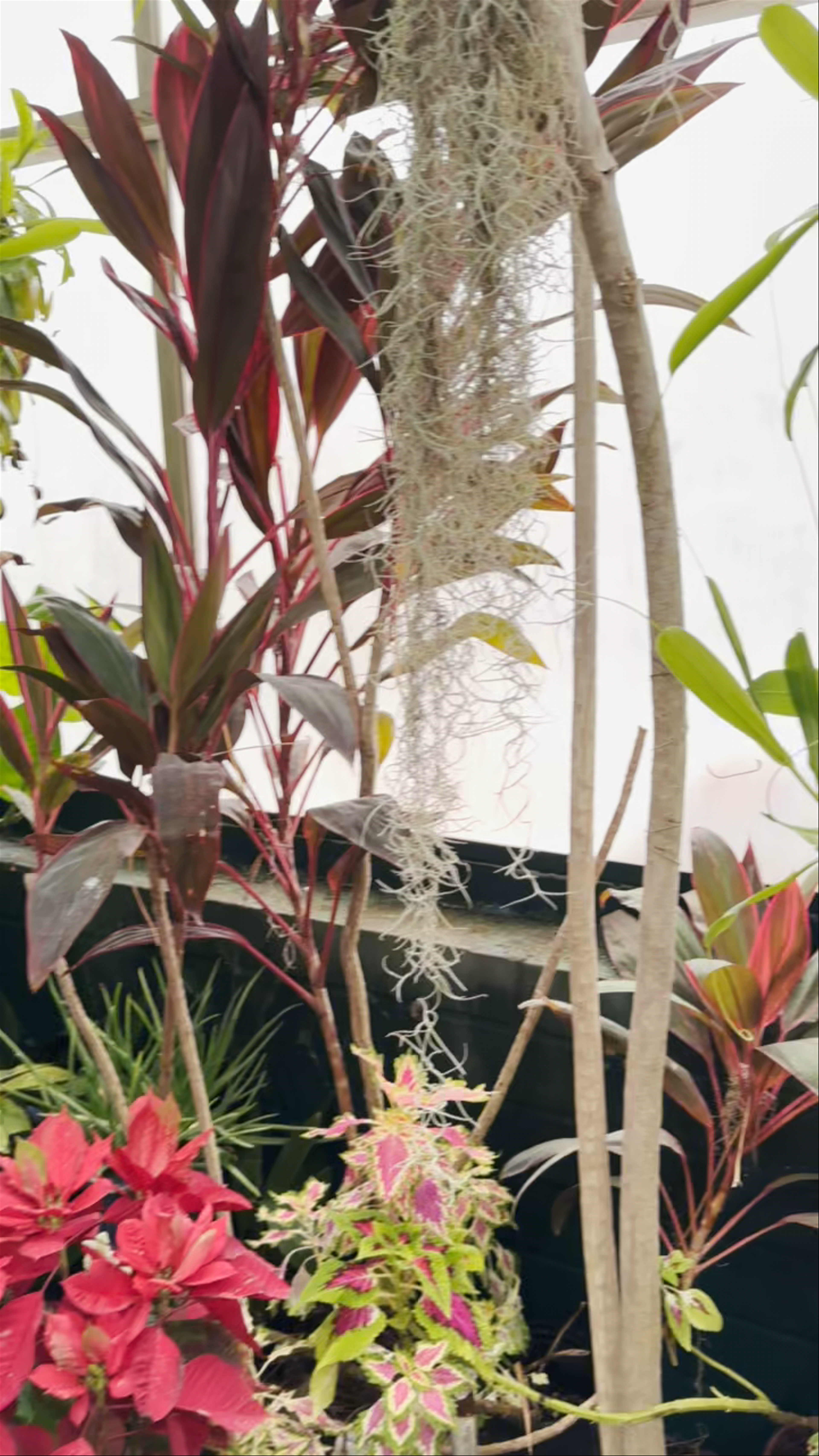 Tucson Botanical Gardens