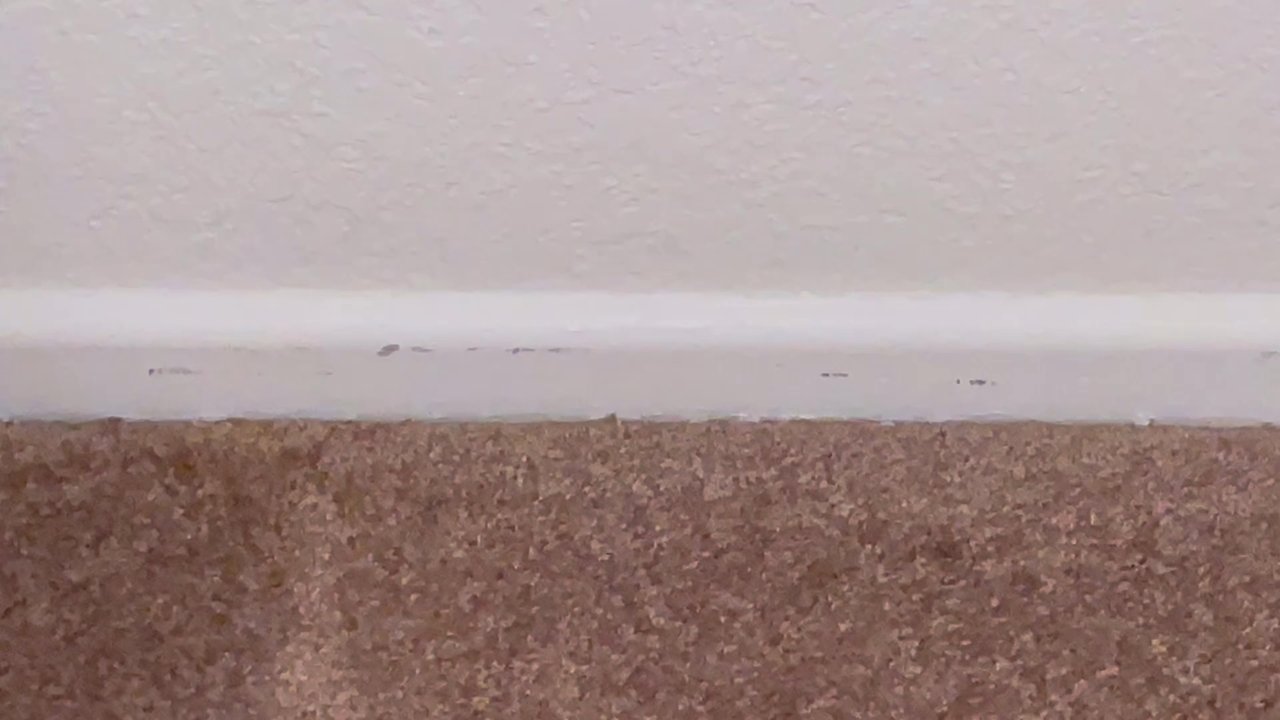 Semper Fi - There was a lot more scratches around the bedroom. This is just a few. - Carpet Cleaning Near Me - Yuma, Arizona