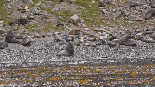 Antarctic fur seals animated gif
